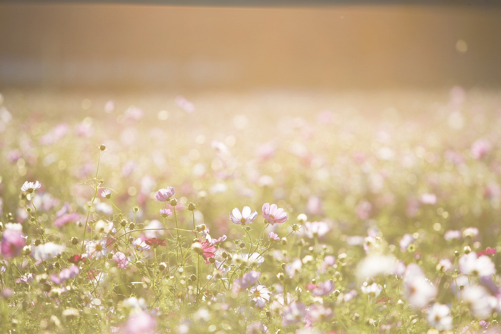 perenni perfette per giardini di successo