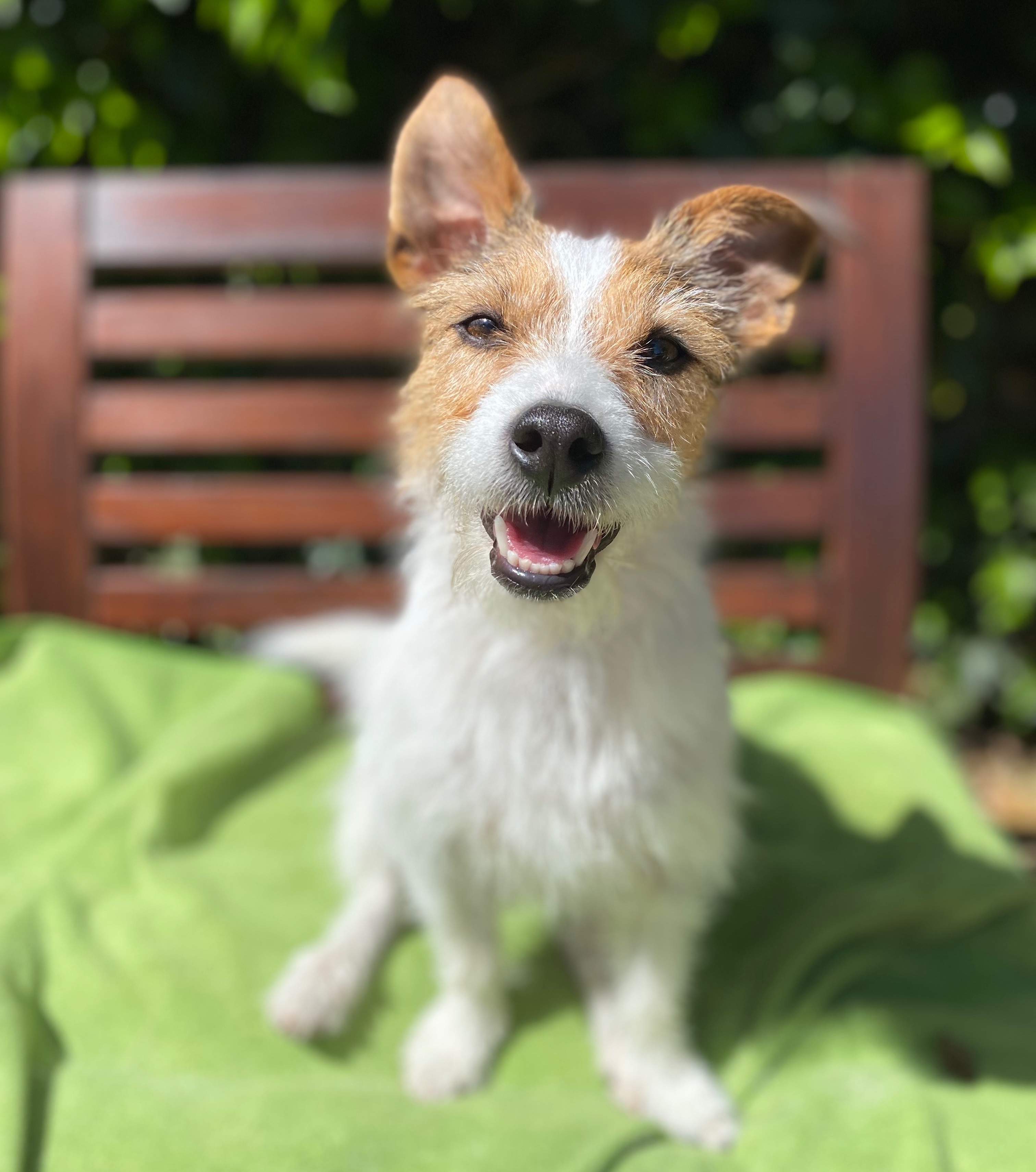 happy terrier mix in the sunshine