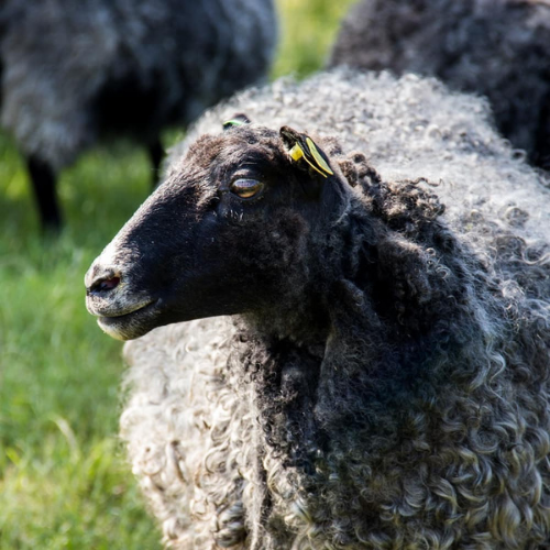 choosing the right breed of sheep