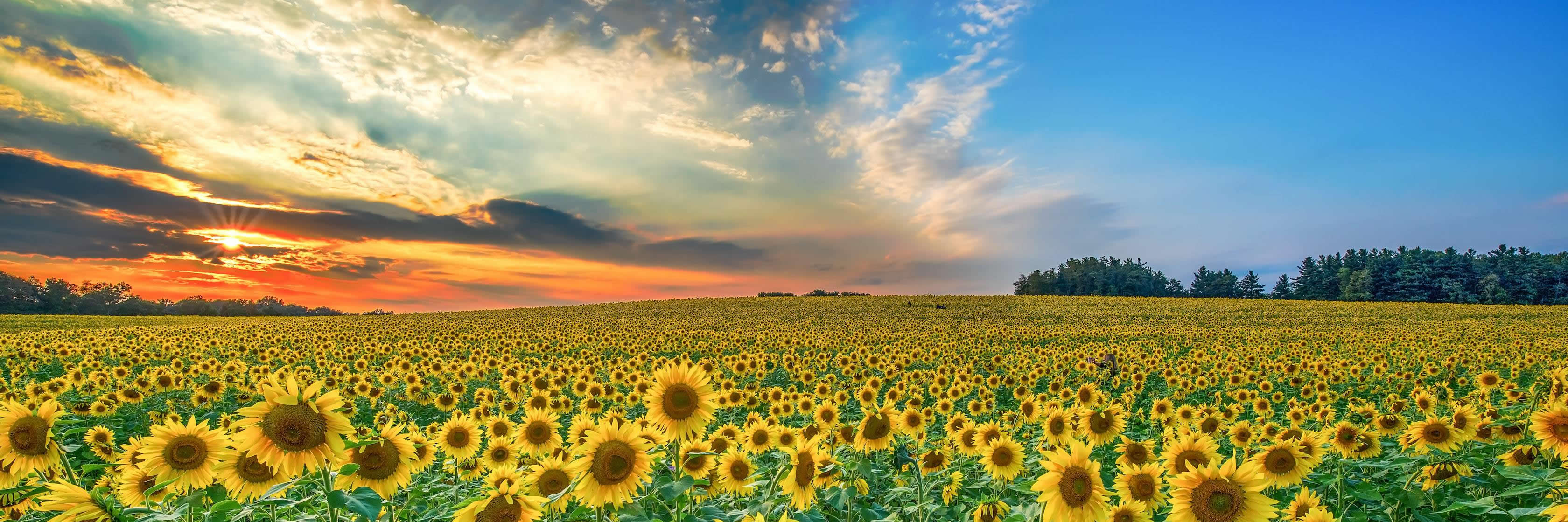 Sunflower field