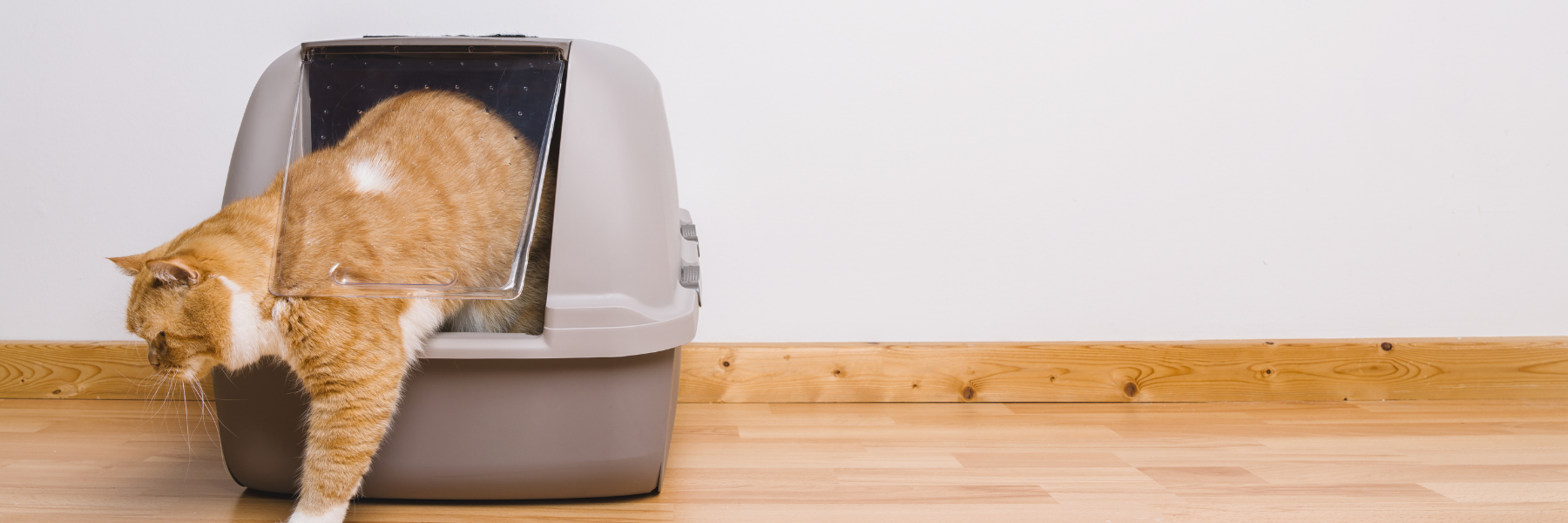 Mini Course: Why Cats Stop Using the Litter Box | Pet Sitters