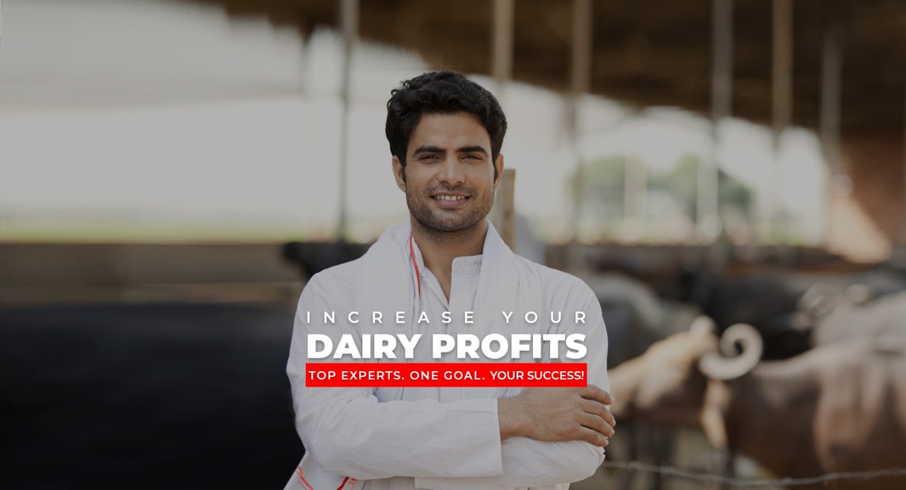Learn dairy farming online
