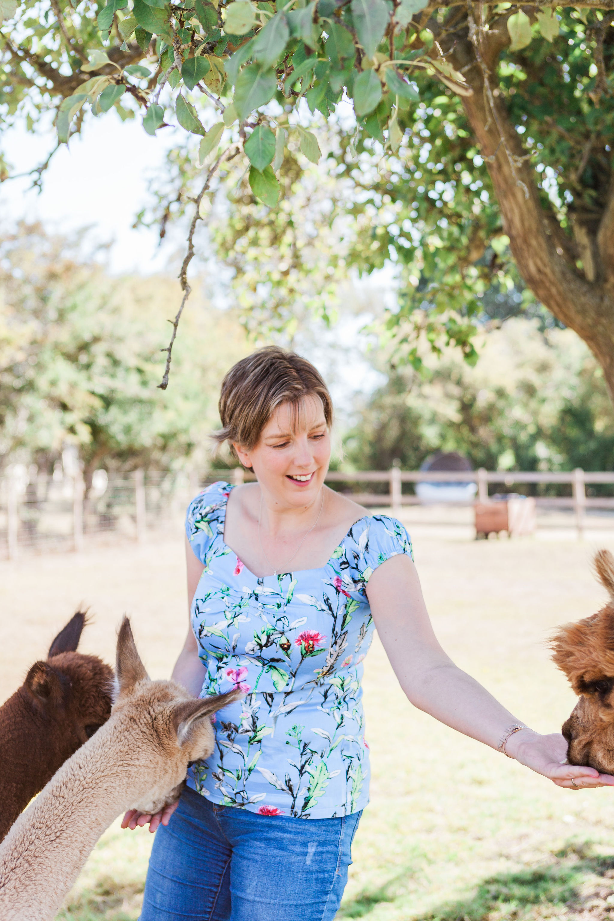 woman hand feeding alpacas