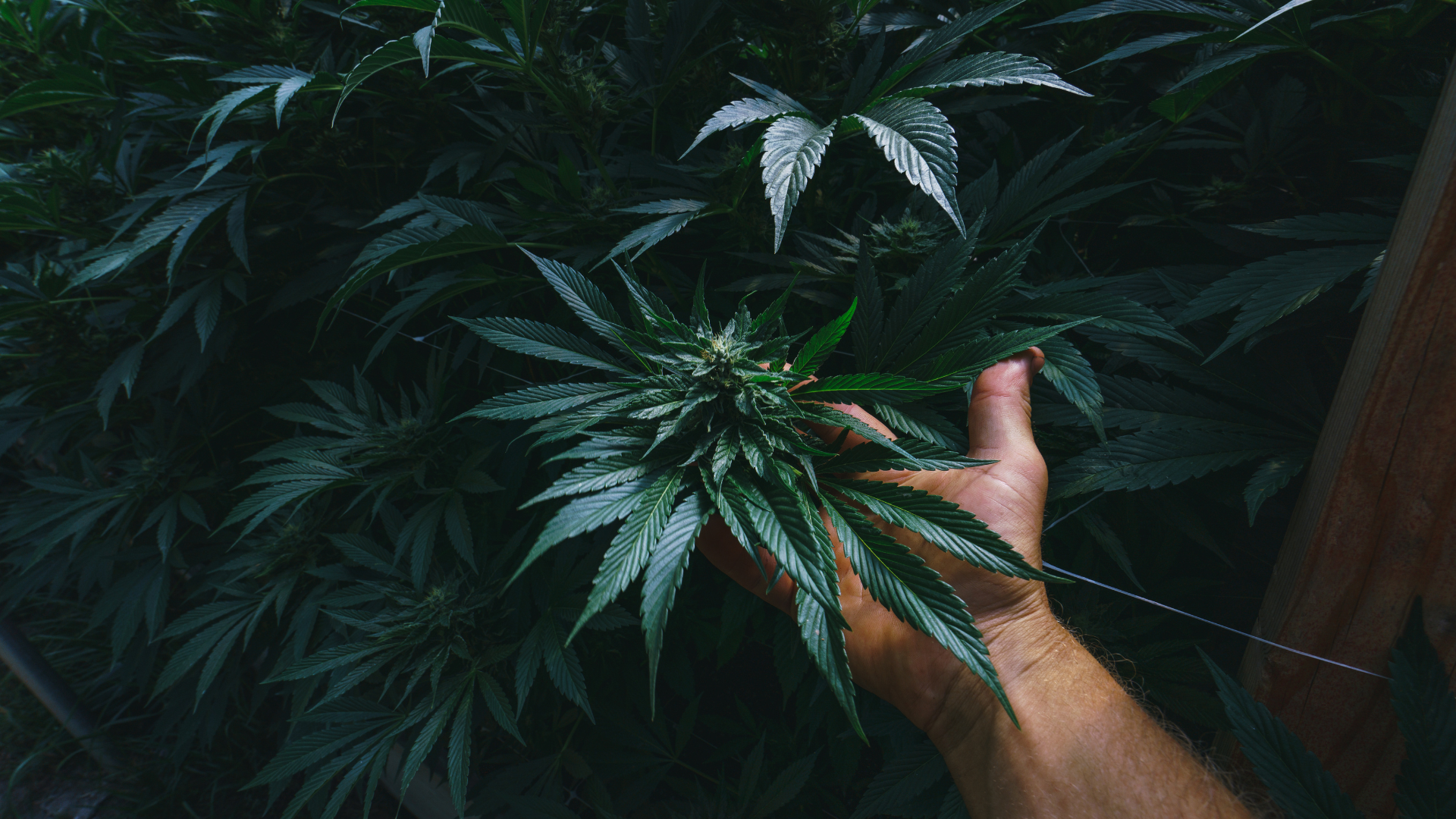 A person holding a cannabis plant and looking at it