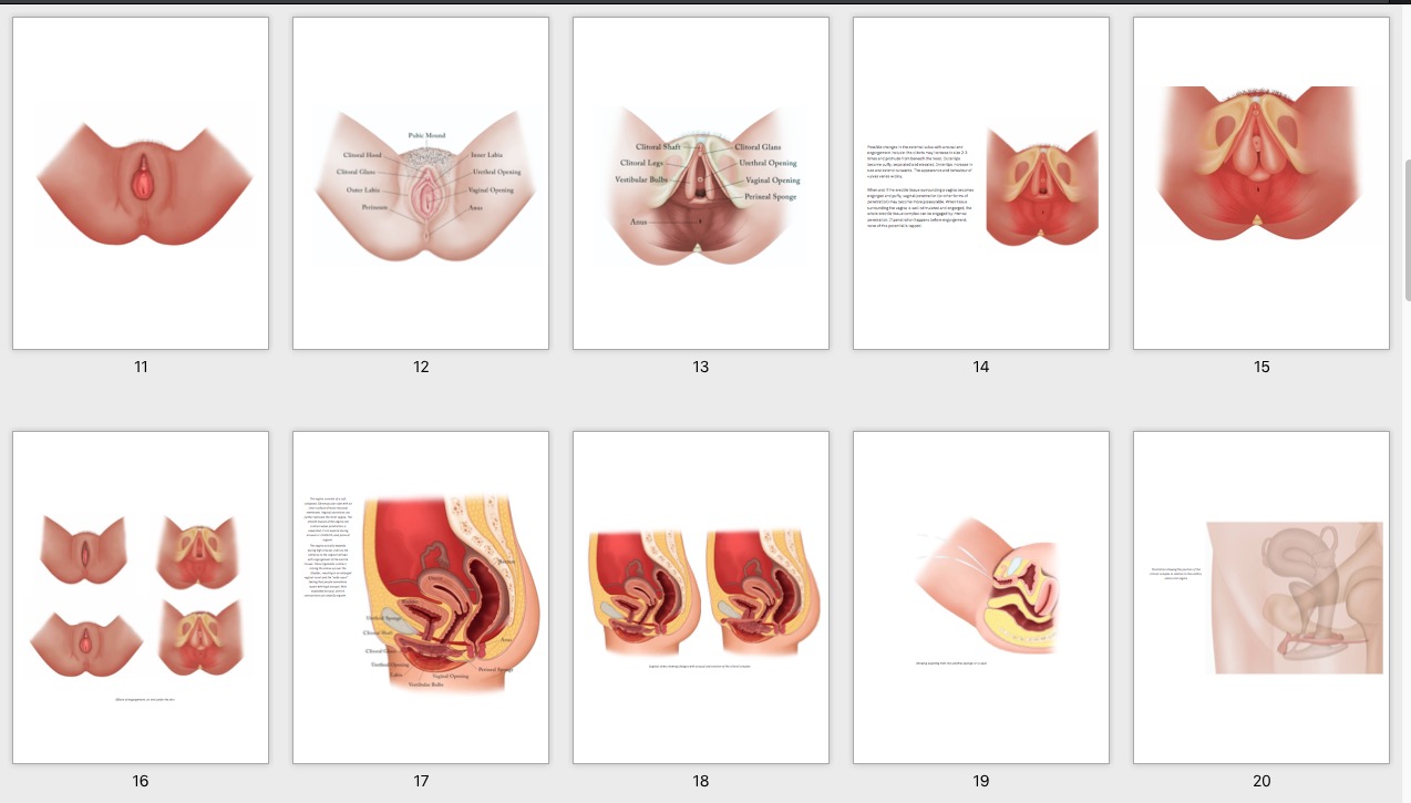 genital anatomy drawings