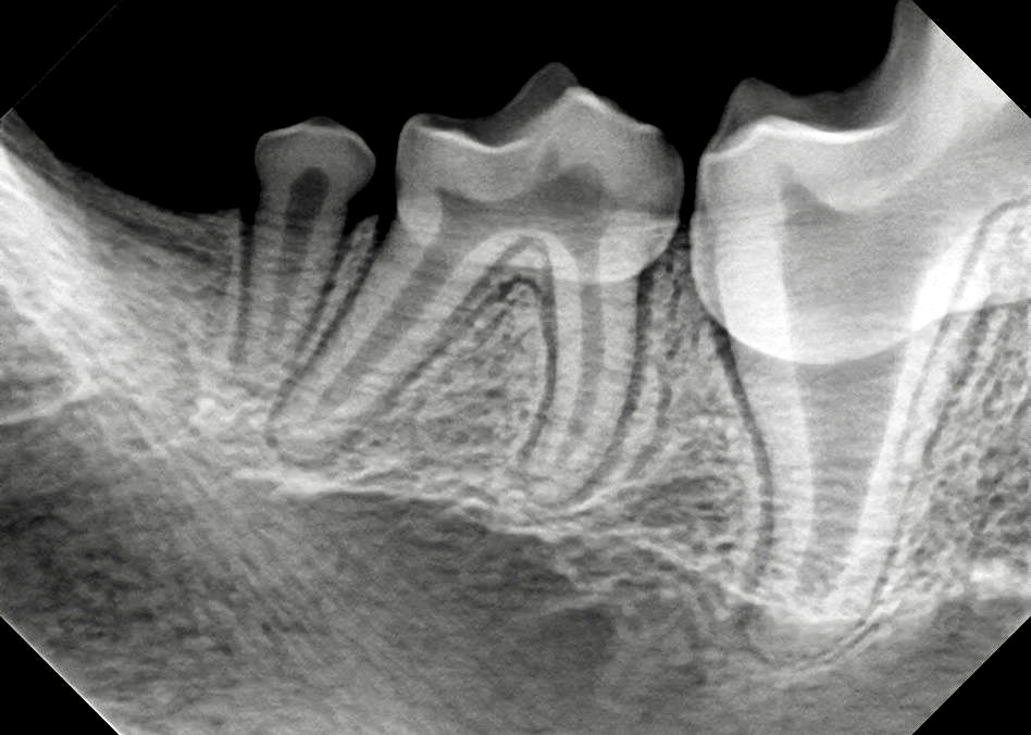 x-ray of dog skull