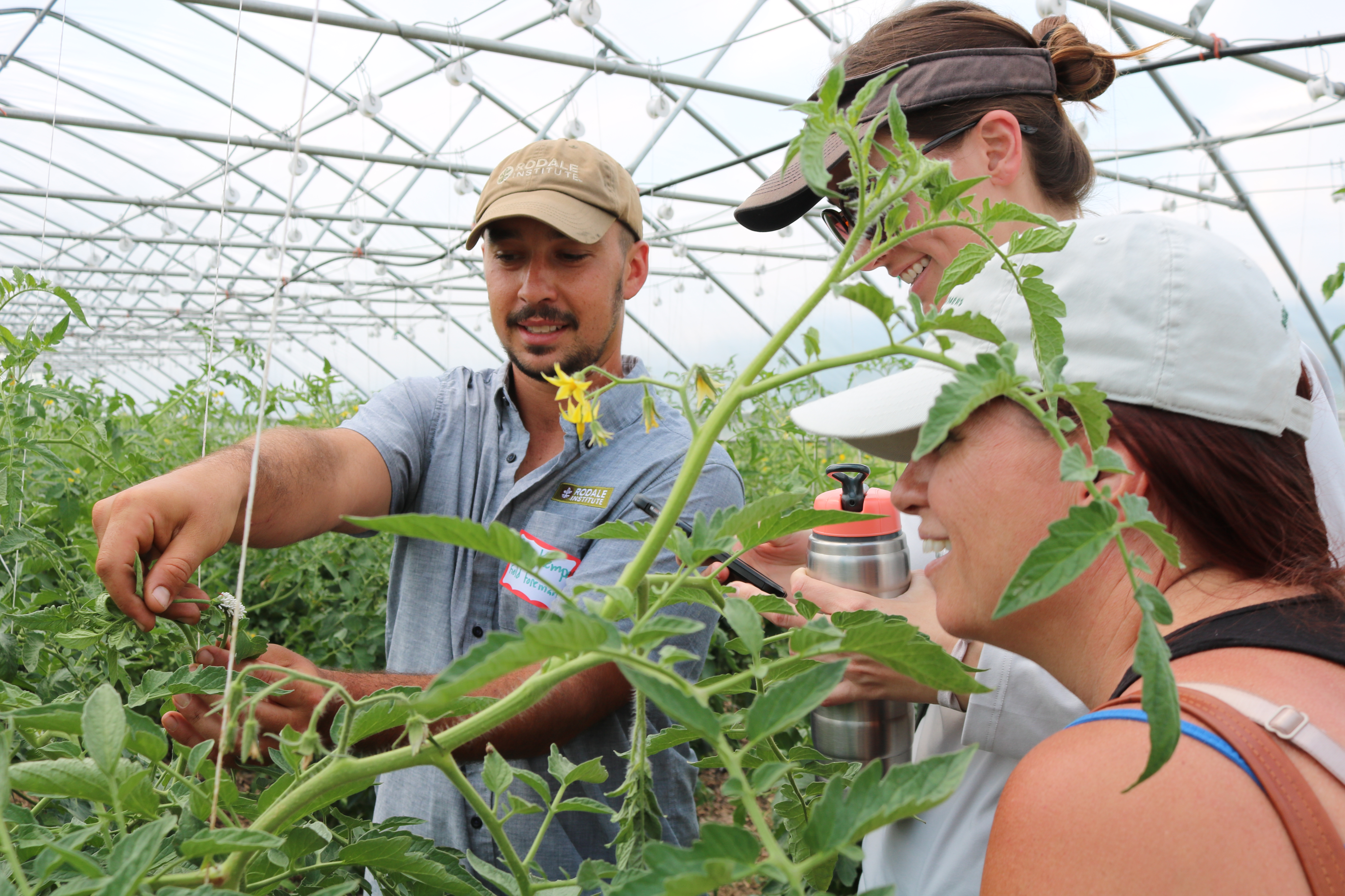 Grafted tomatoes in high tunnel