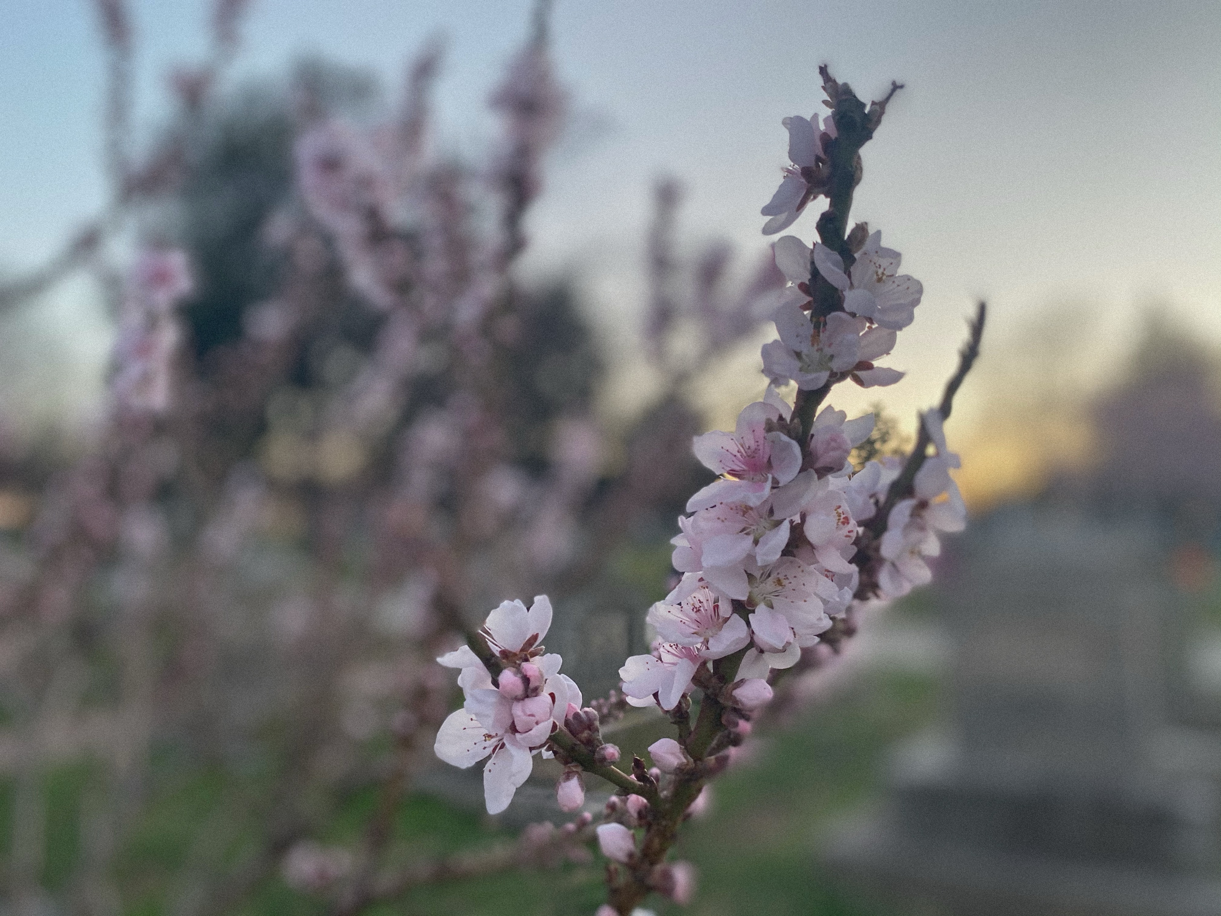 Pink cherry blossoms at dusk