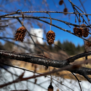 Myth and Magic of The Trees of Ireland-Alder