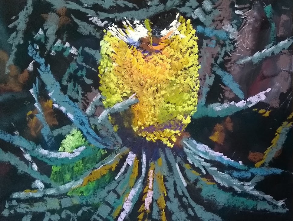 Banksia pastel painting by Karol Oakley
