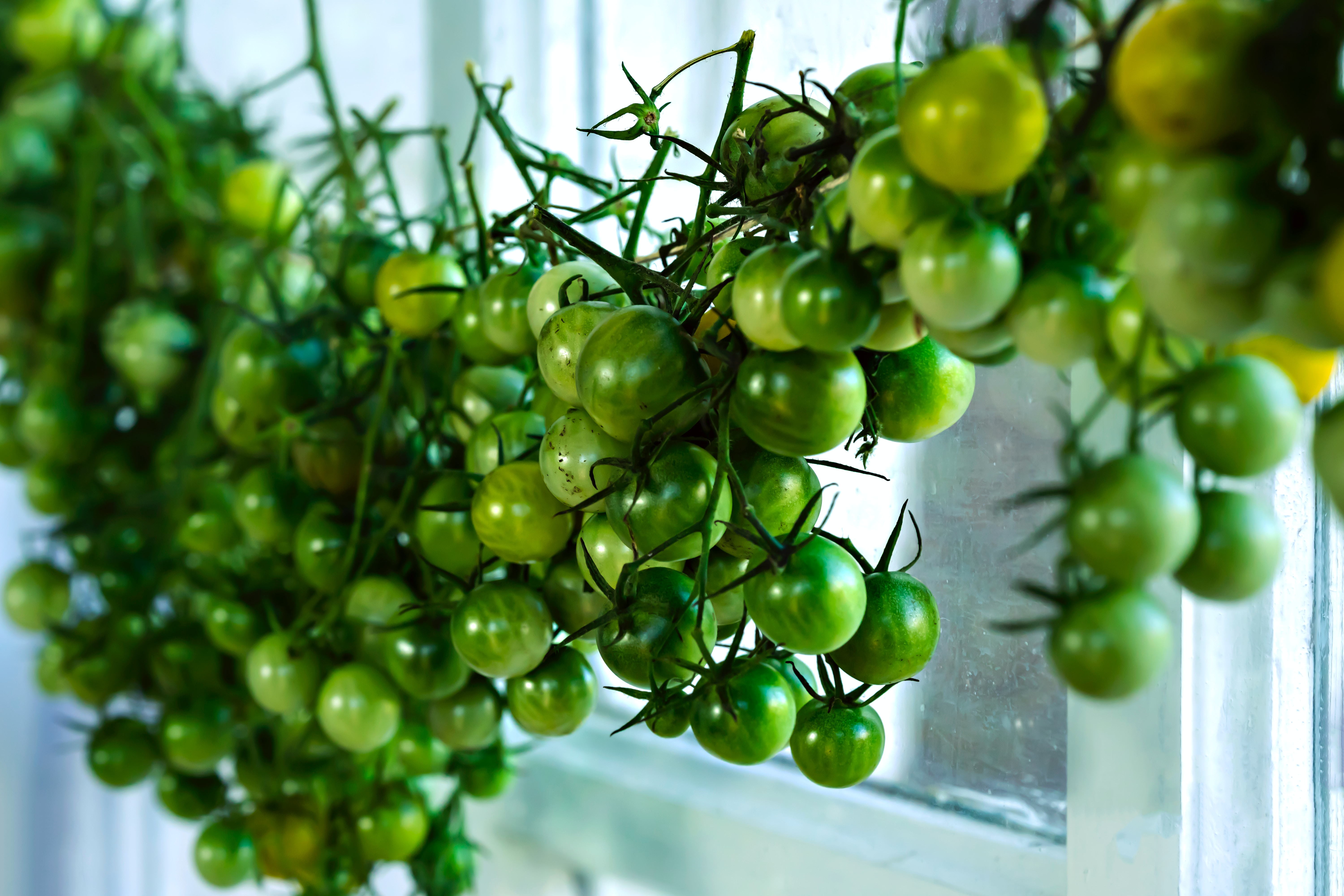 tomatoes across a window 