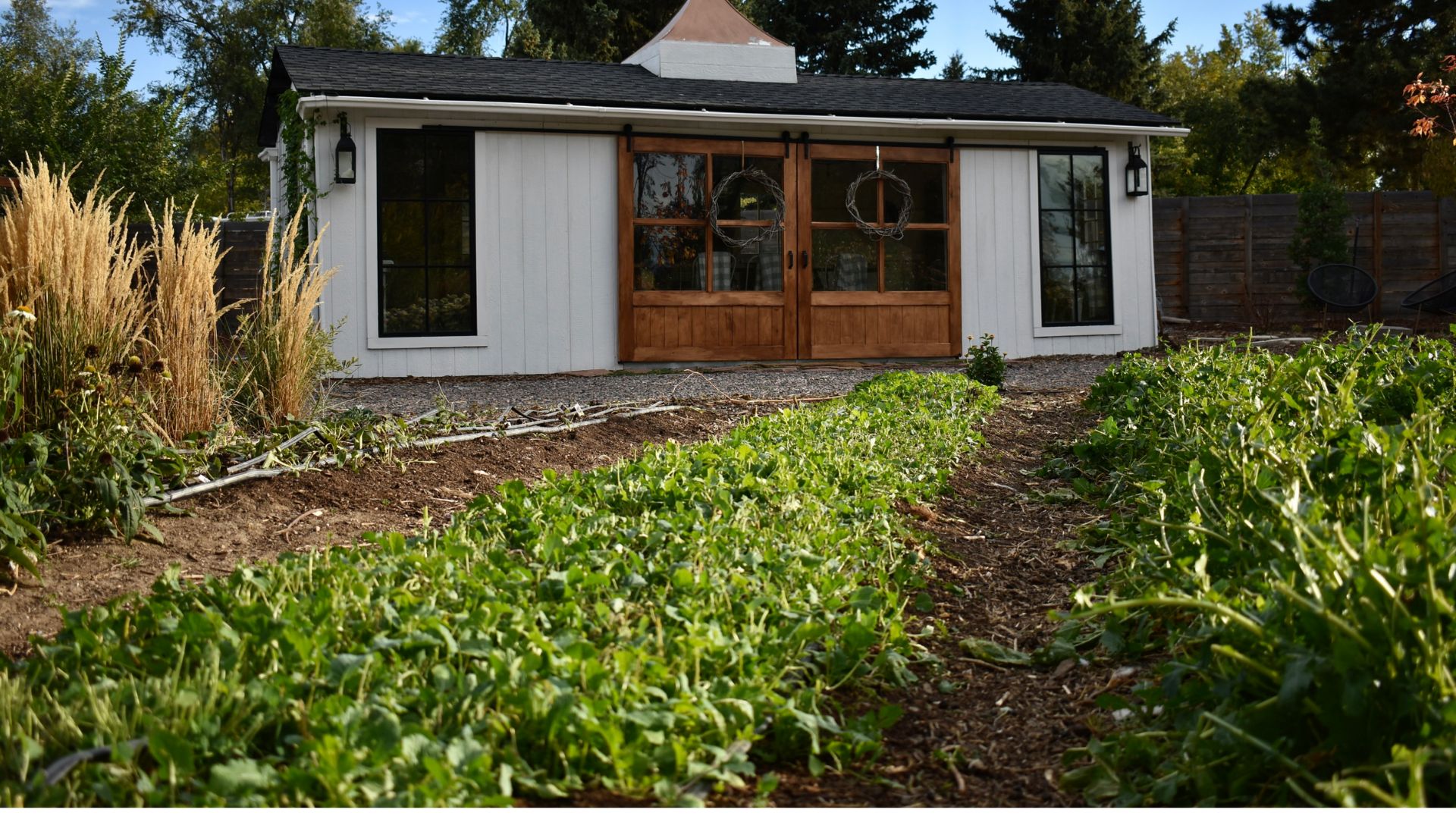 cover crop growing in home gardene