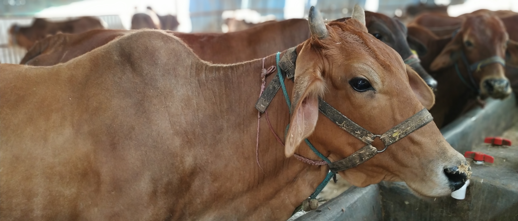 Teplu Courses to improve income in dairy farming