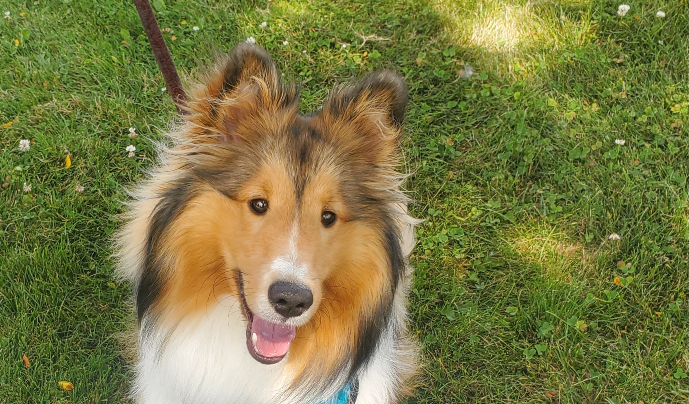 Sheltie breed learning loose leash