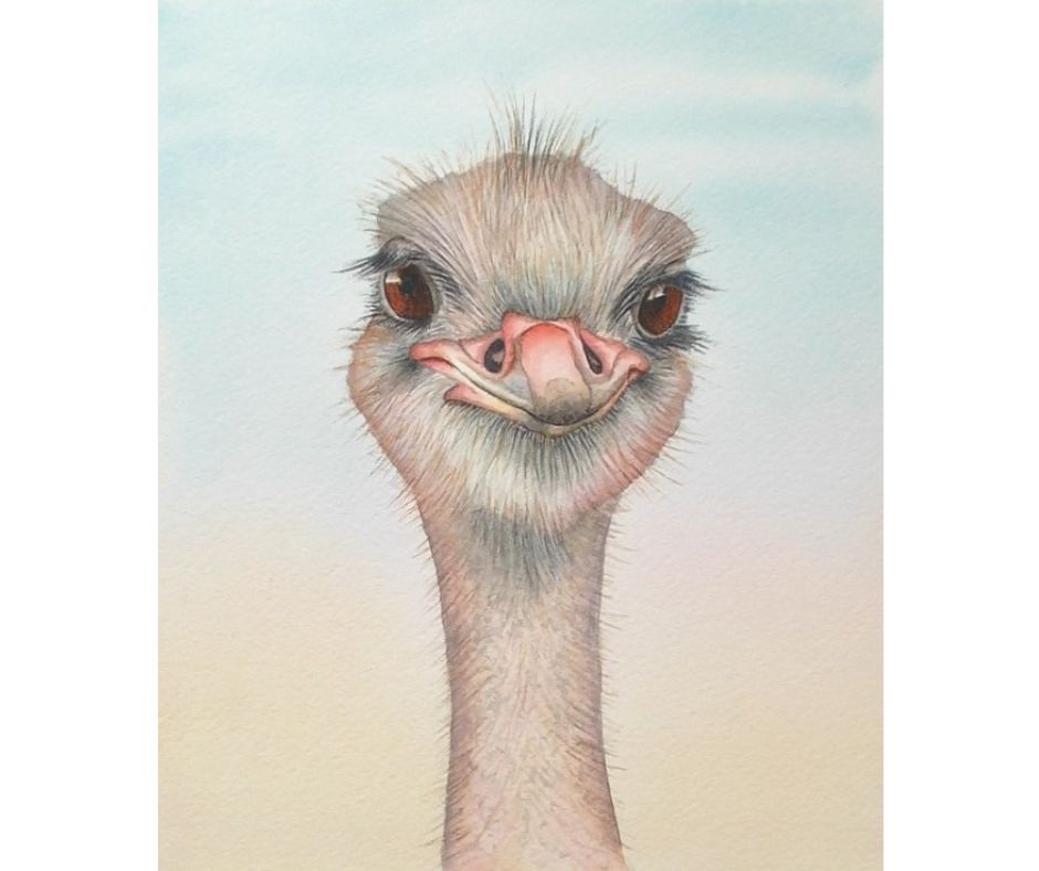 ostrich in watercolor by rebecca rhodes