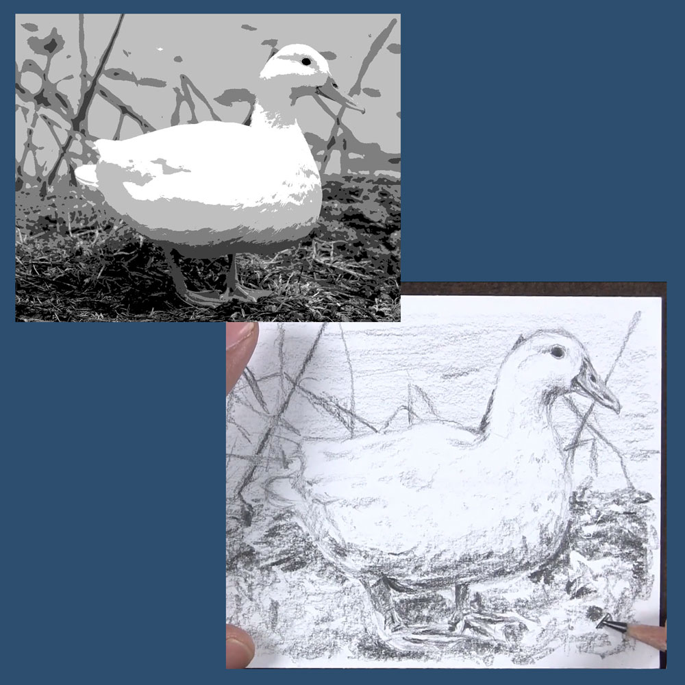 shaded sketch of duck using reference photo with simplified values