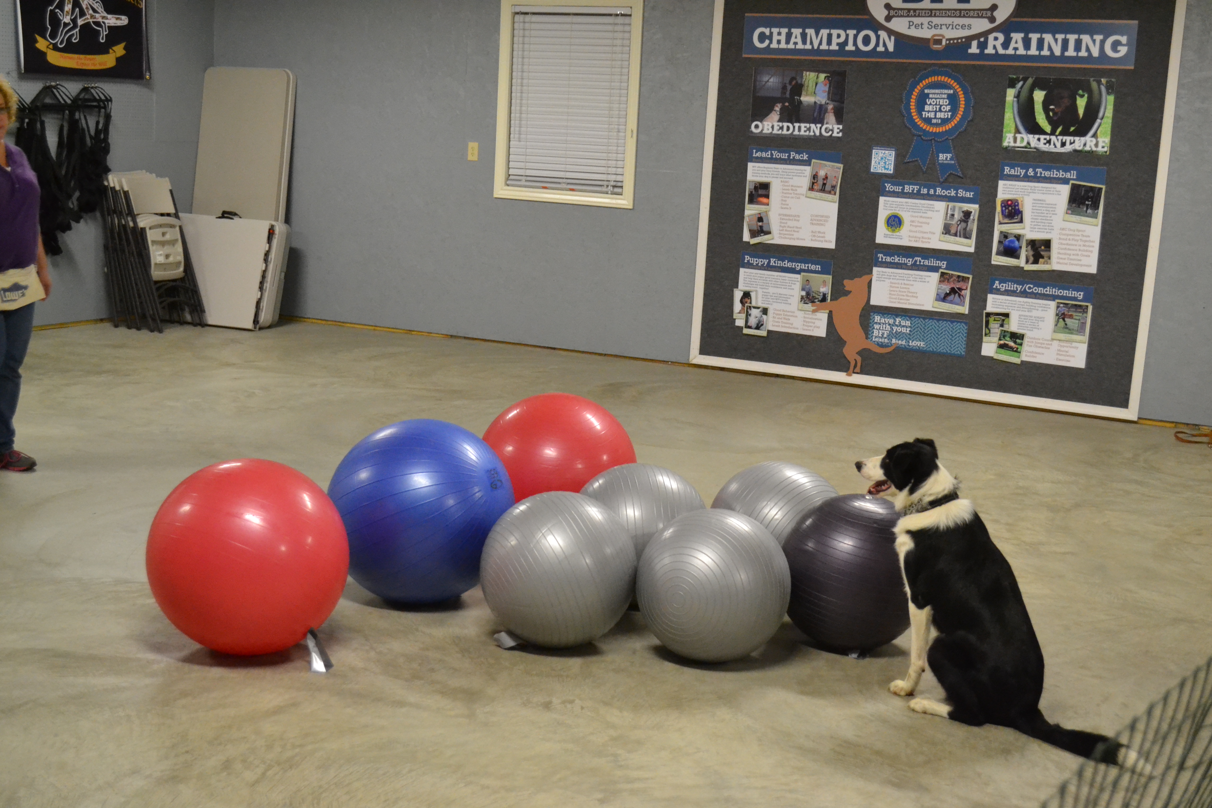 Intro to Treibball: Urban Herding is Great Dog Sport · The Wildest