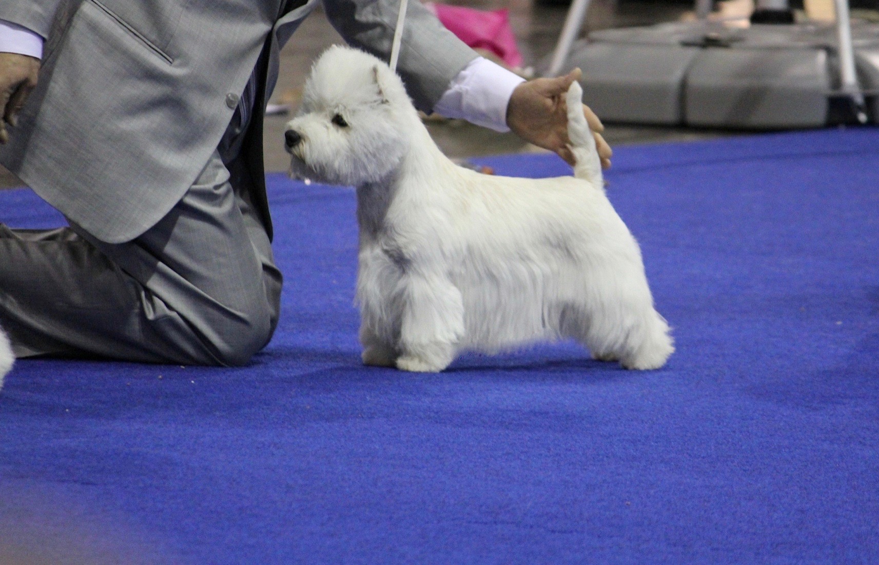 West Highland White Terrier (Westie)