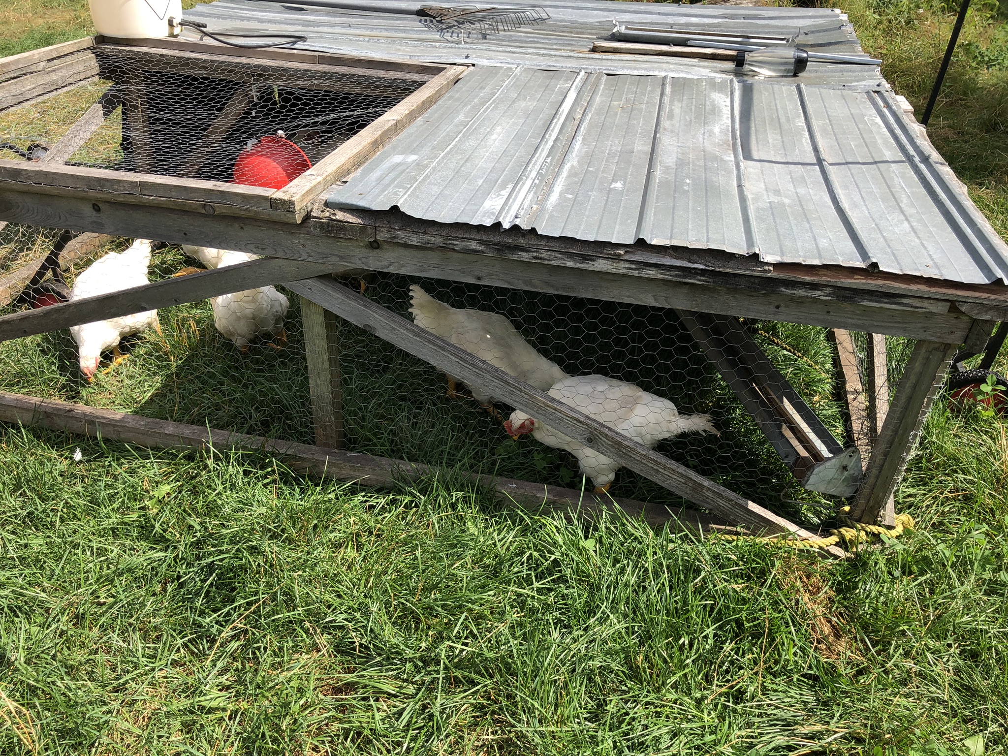 Le chicken tractor de Dominic Lamontagne.