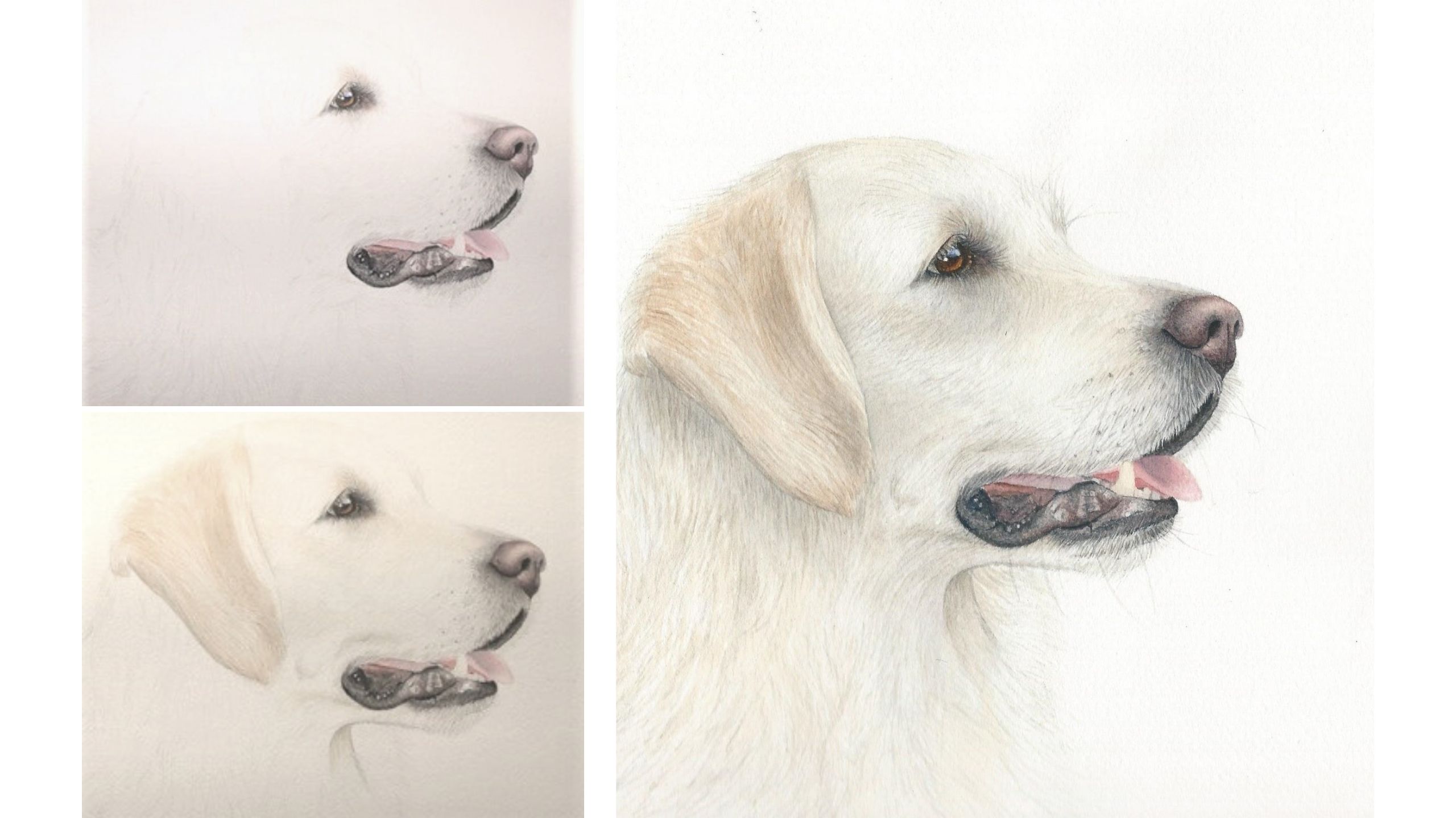 White dog hot sale watercolor