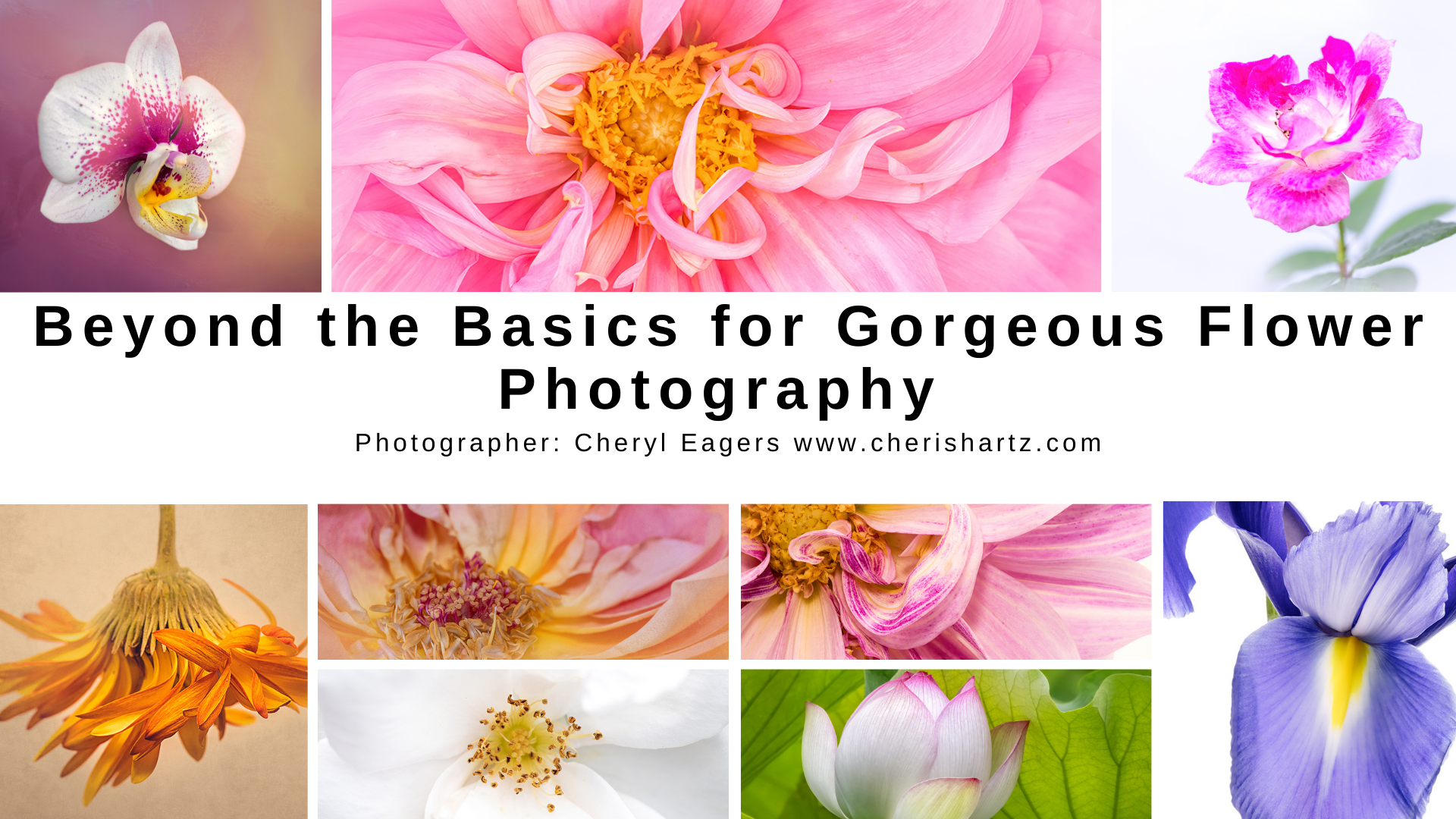 flower photography online classes with photographer cheryl eagers