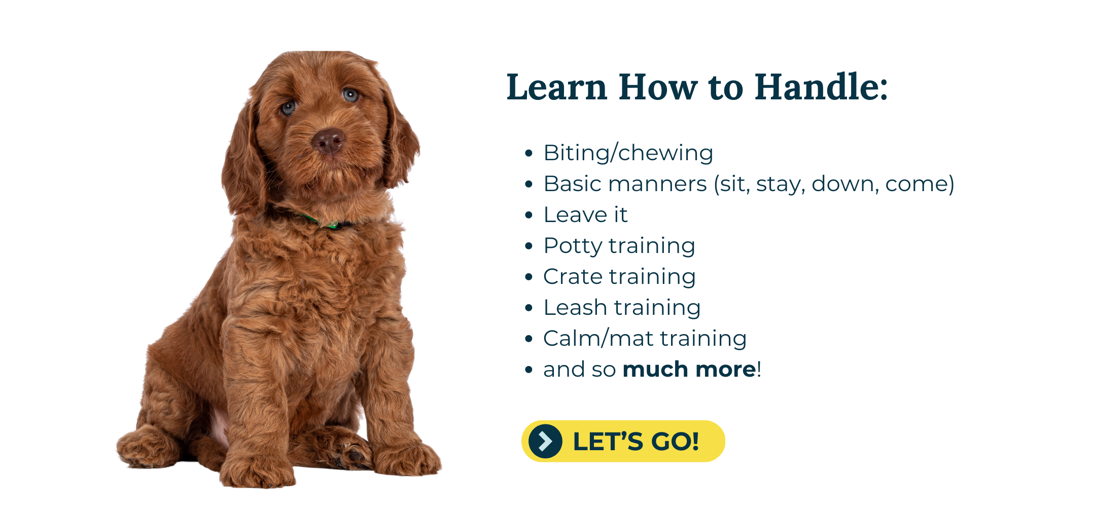 a cockapoo puppy sitting with a white background showing a puppy training training course online with fearless pet