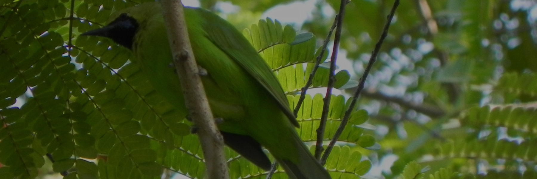 Bird camouflaged in trees