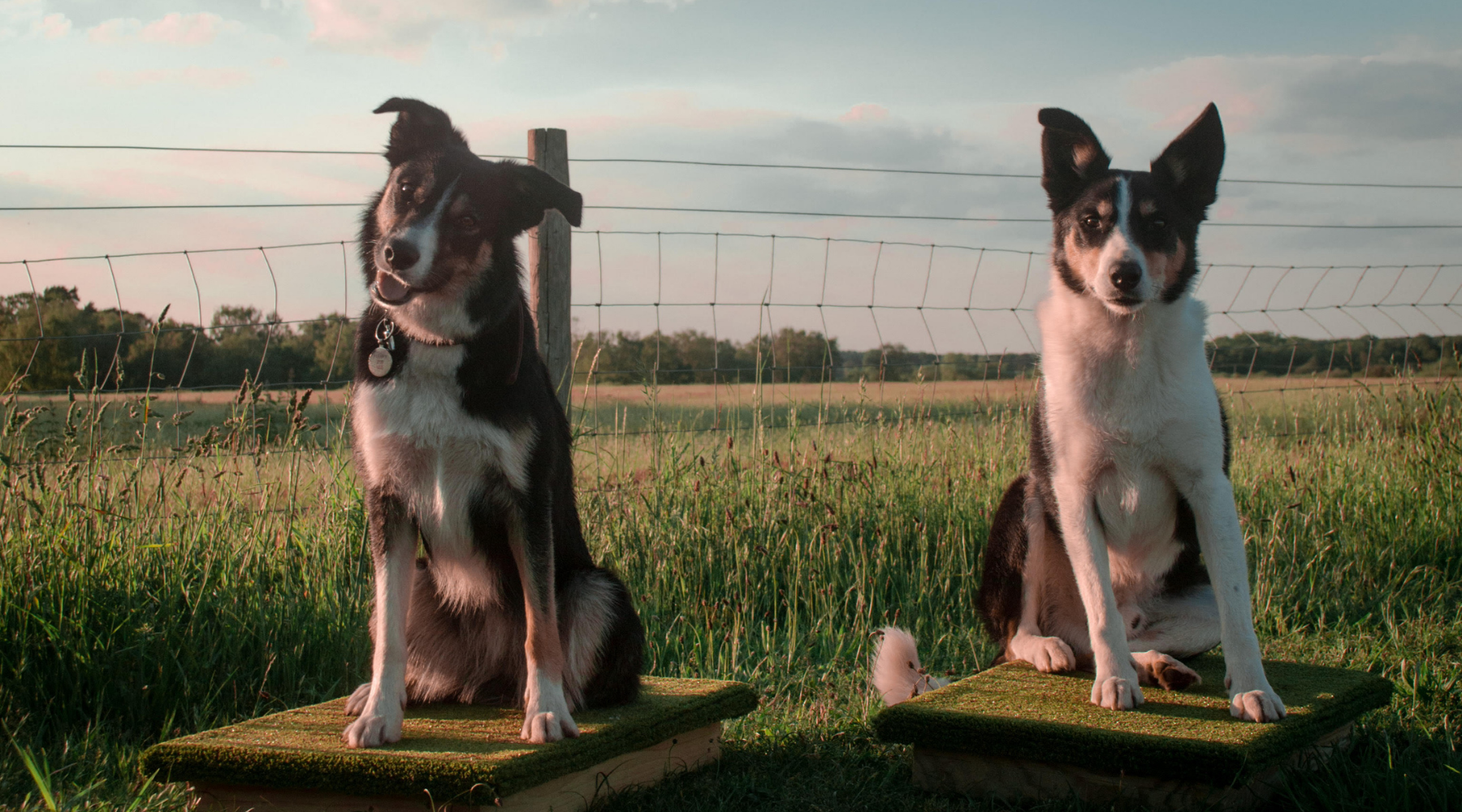 Collies on a Place Board