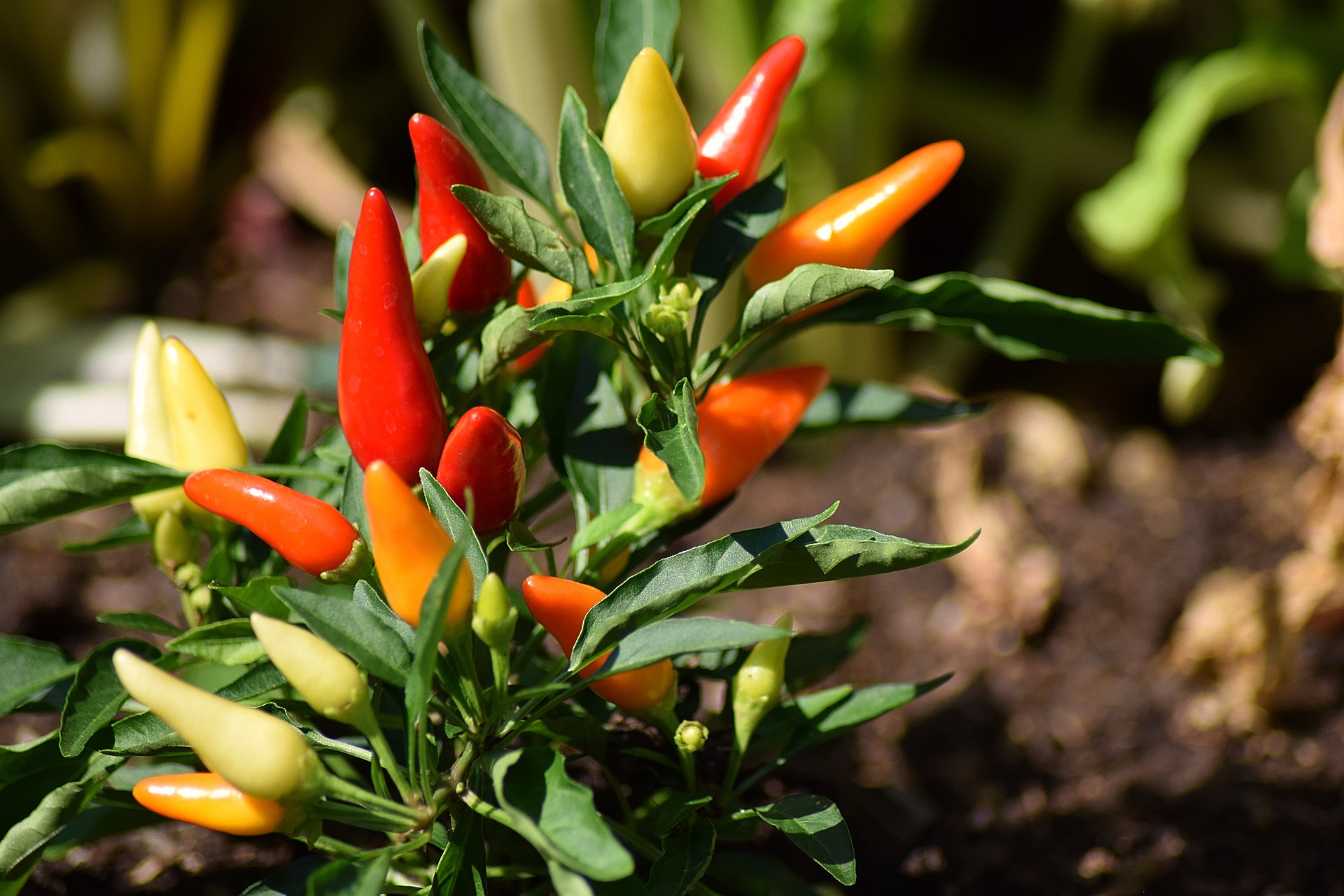 Chile Pepper Flowers