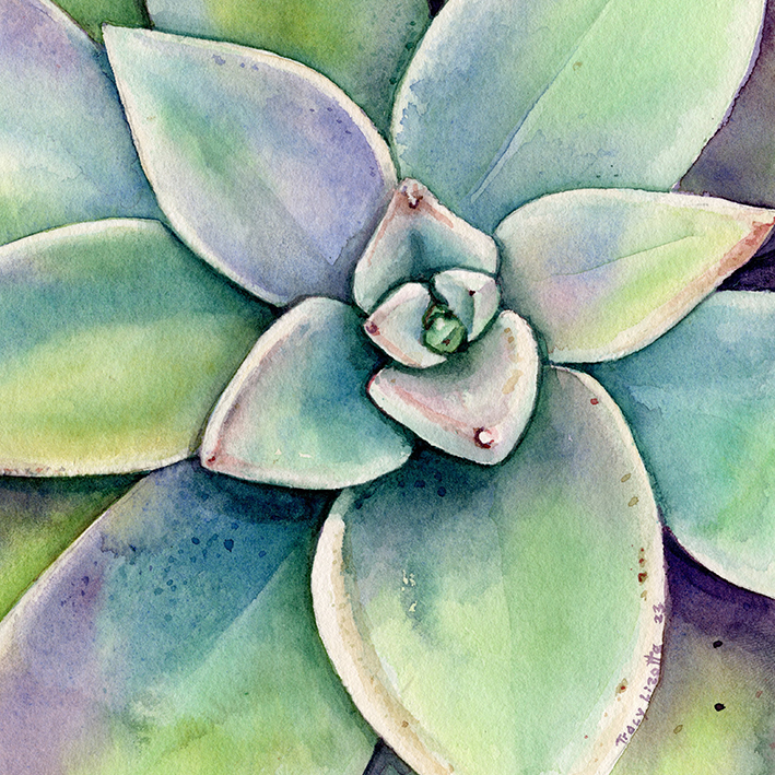 How to paint a succulent
