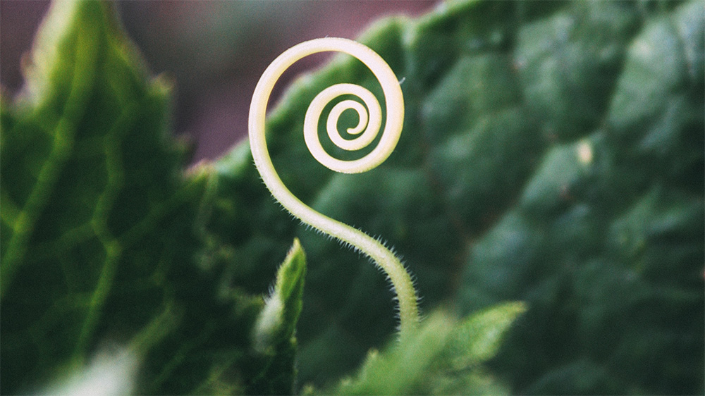 A green shoot growing upwards in a spiral pattern