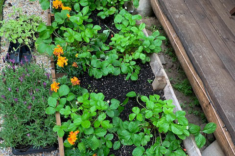 organic vegetable container garden