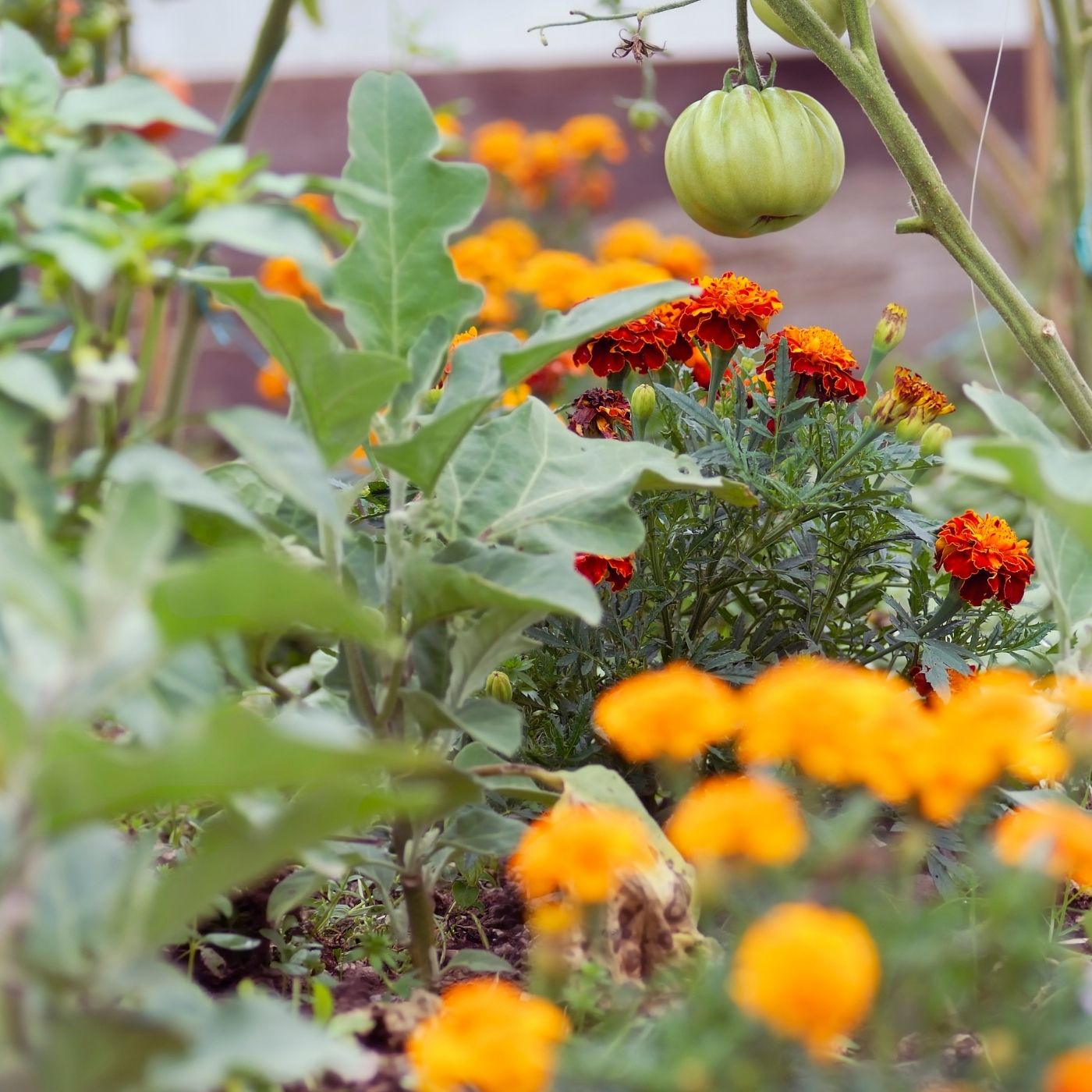 Marigolds in garden with eggplant and tomato plants