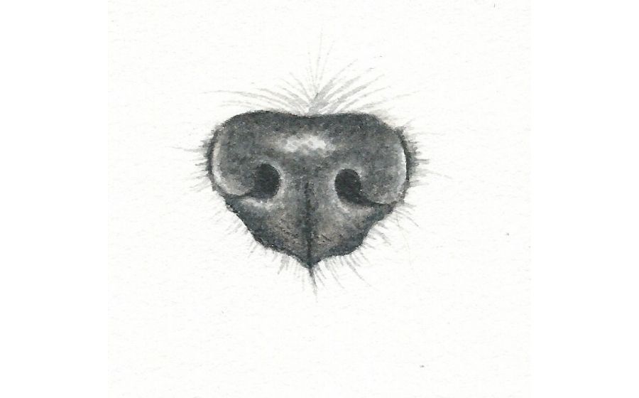 black dog nose by rebecca rhodes