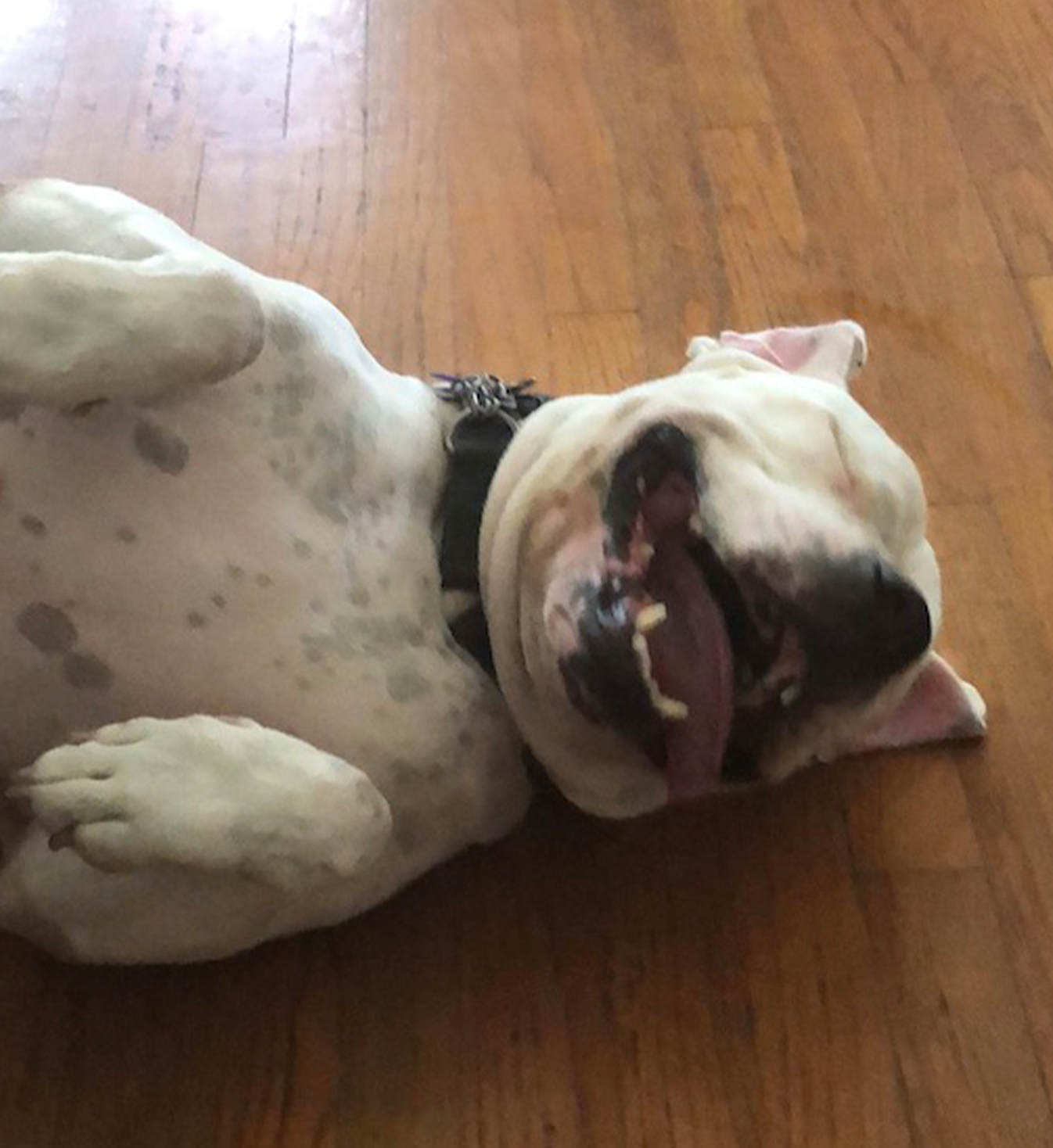 Behavior Modification: Happy Jaxx the American Bulldog