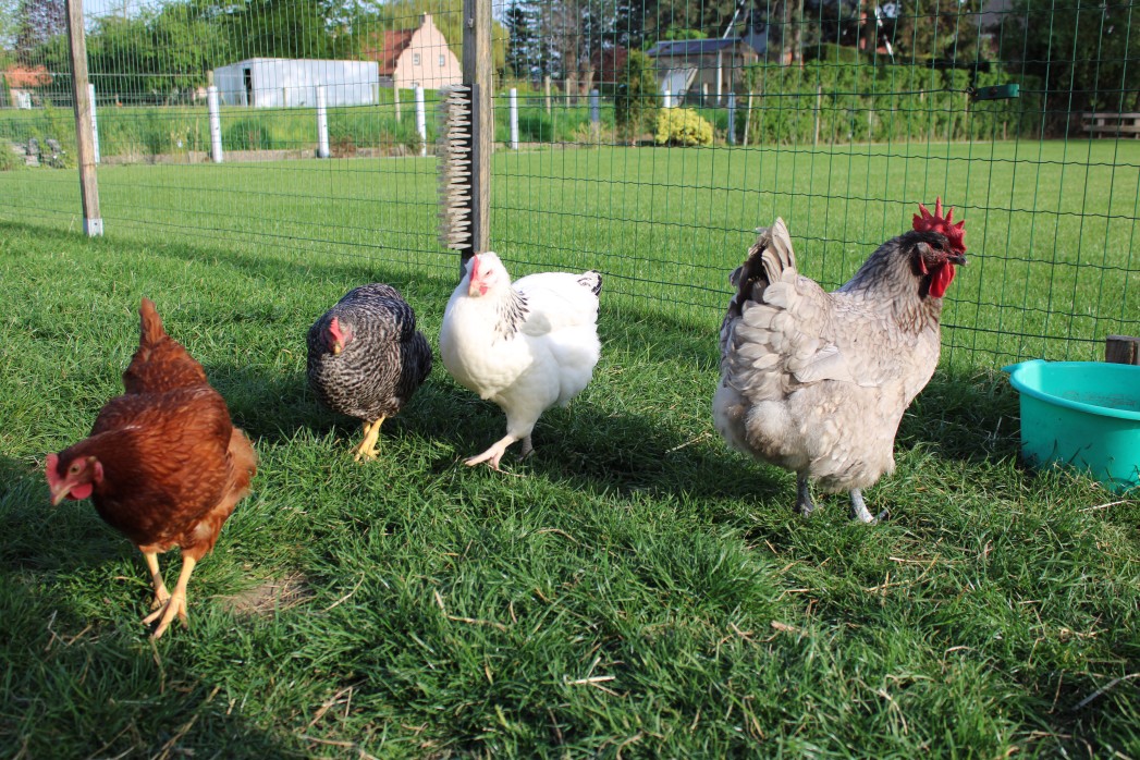 Allevamenti per galline ovaiole, Caserta