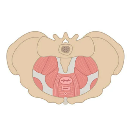 Graphic of pelvic floor muscles and bones