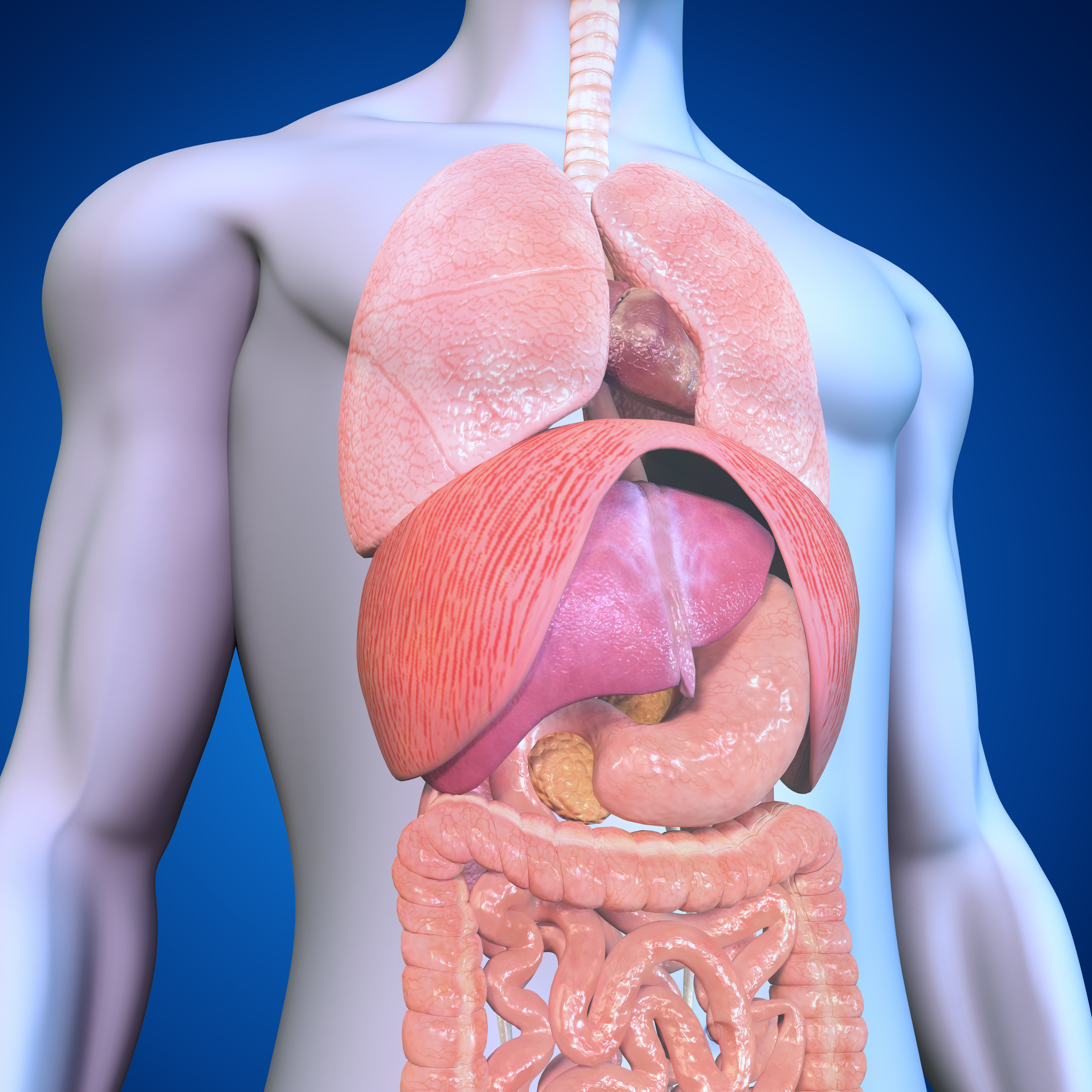 Diagram of human body organs