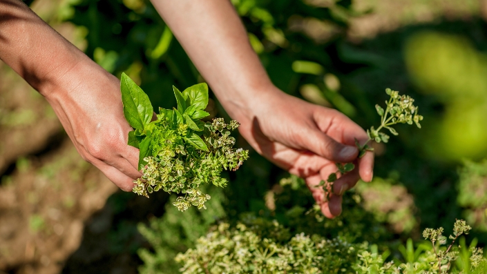 Hands harvesting basil