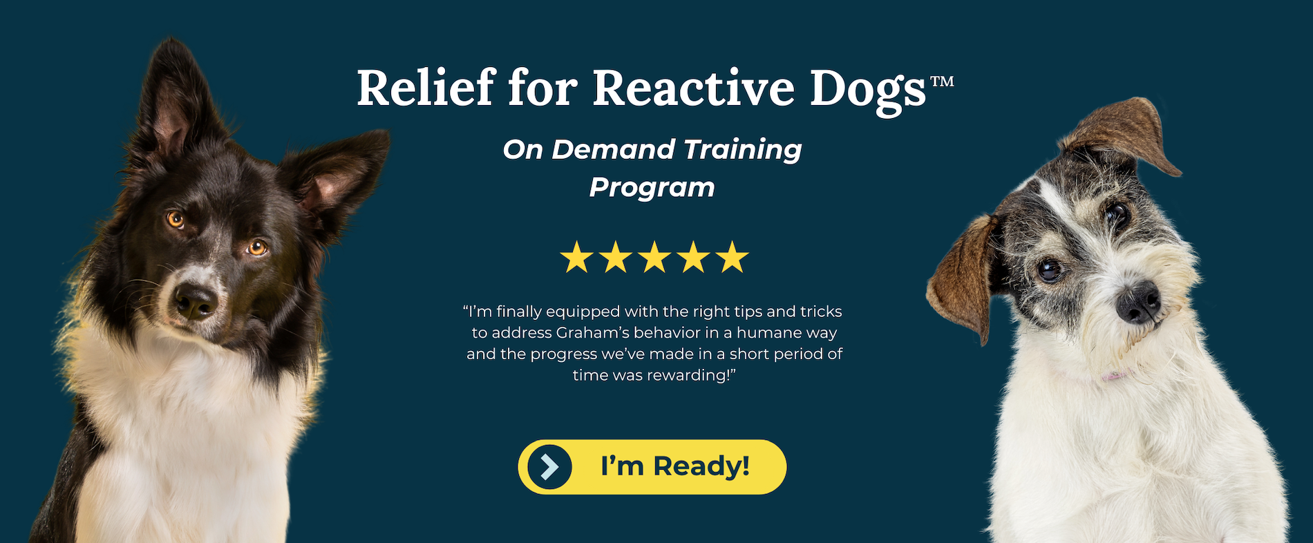 an image for an online reactive dog training program from fearless pet