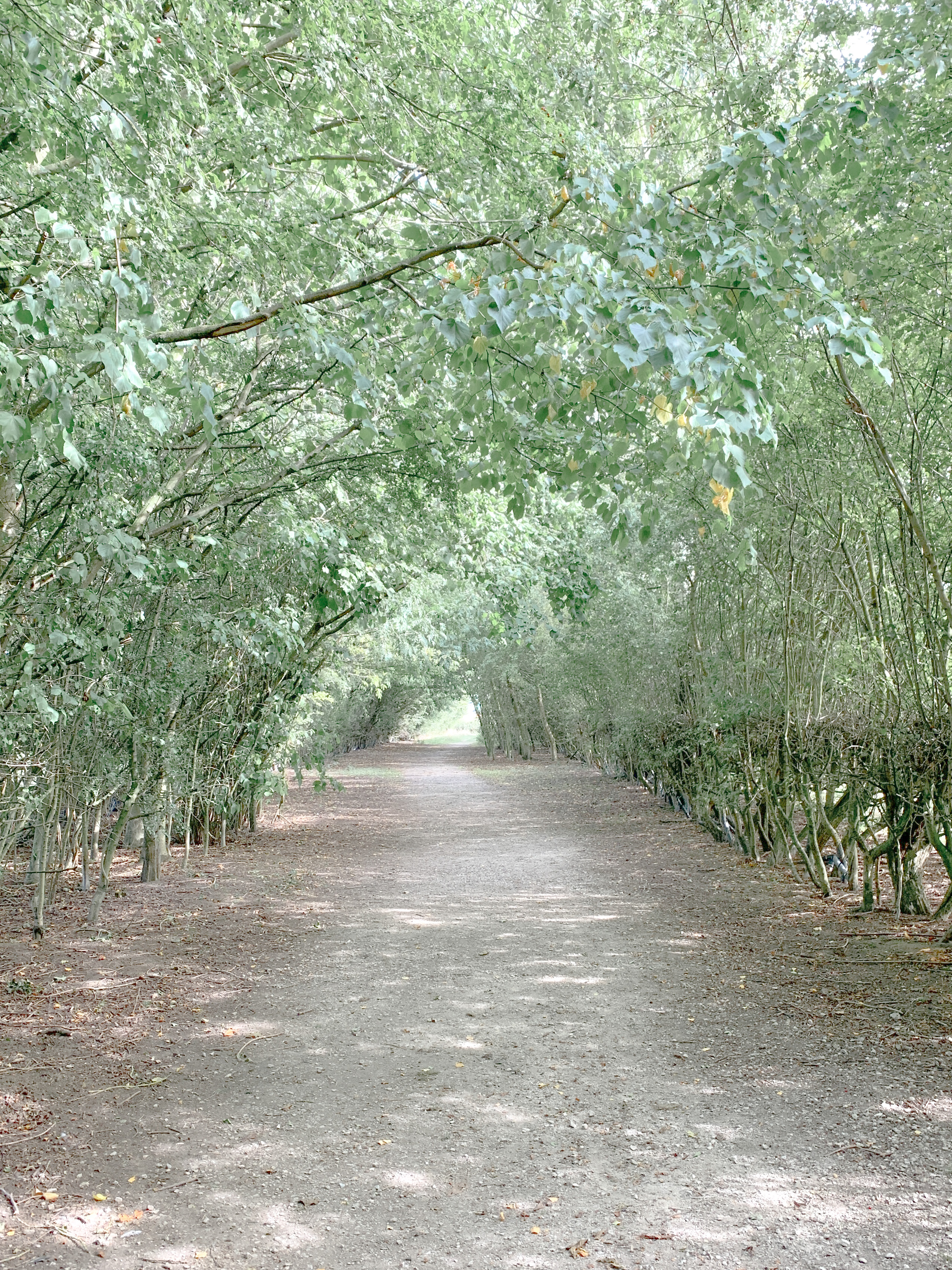 Long dusty road with big arching trees at both sides, arching over and creating a canopy with branches and leaves