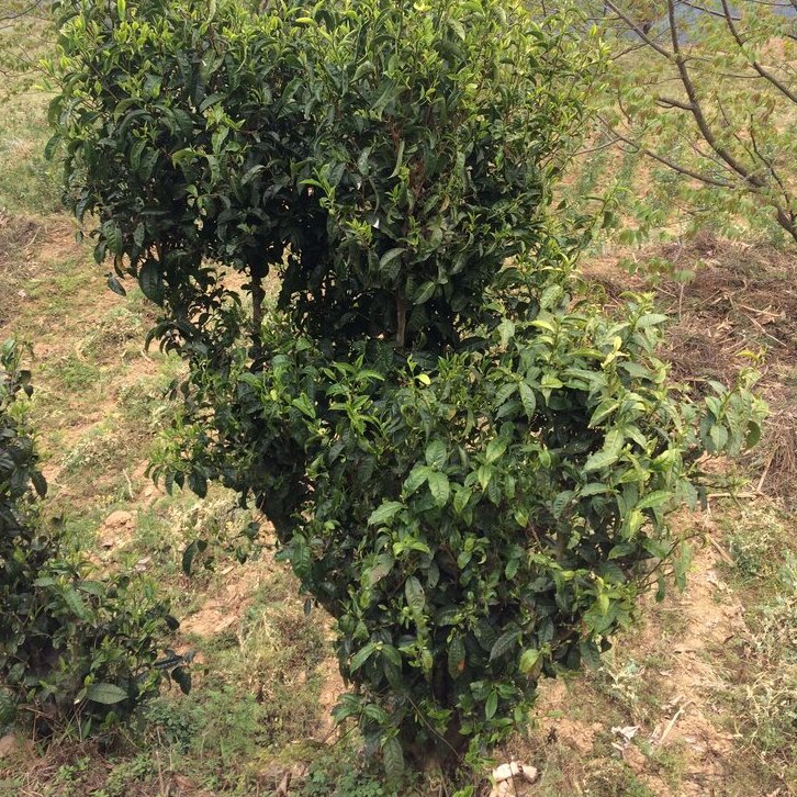 pu er tea