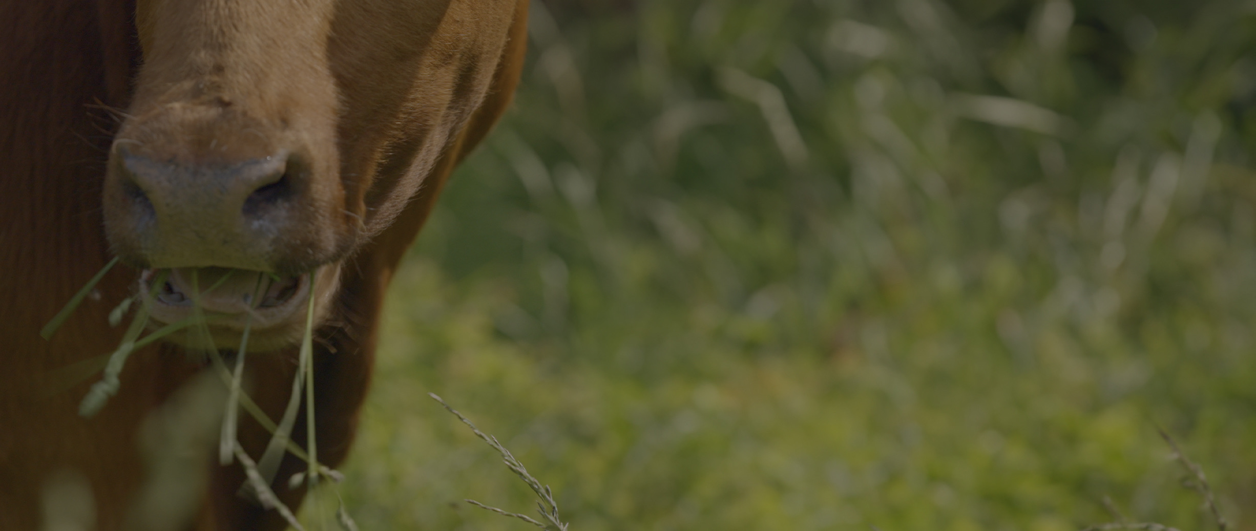 Cattle Grazing Management