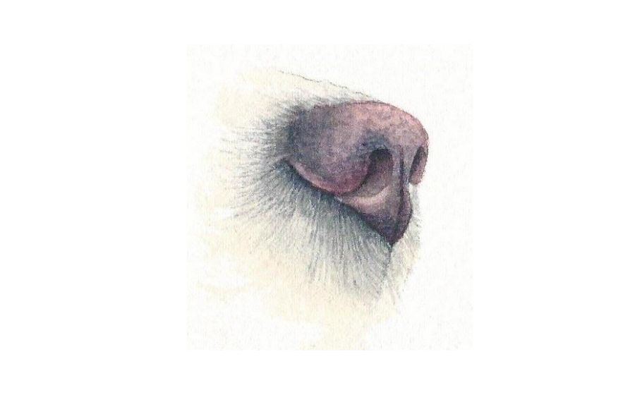 pinkish dog nose by rebecca rhodes