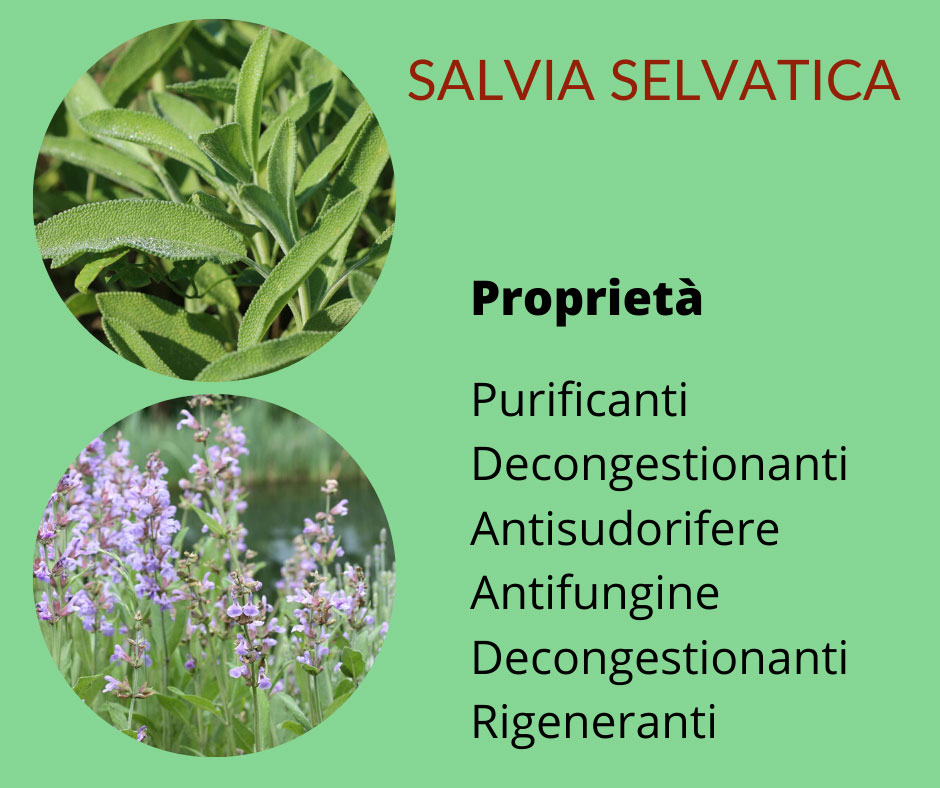 olio essenziale massaggio salvia chakra massaggio