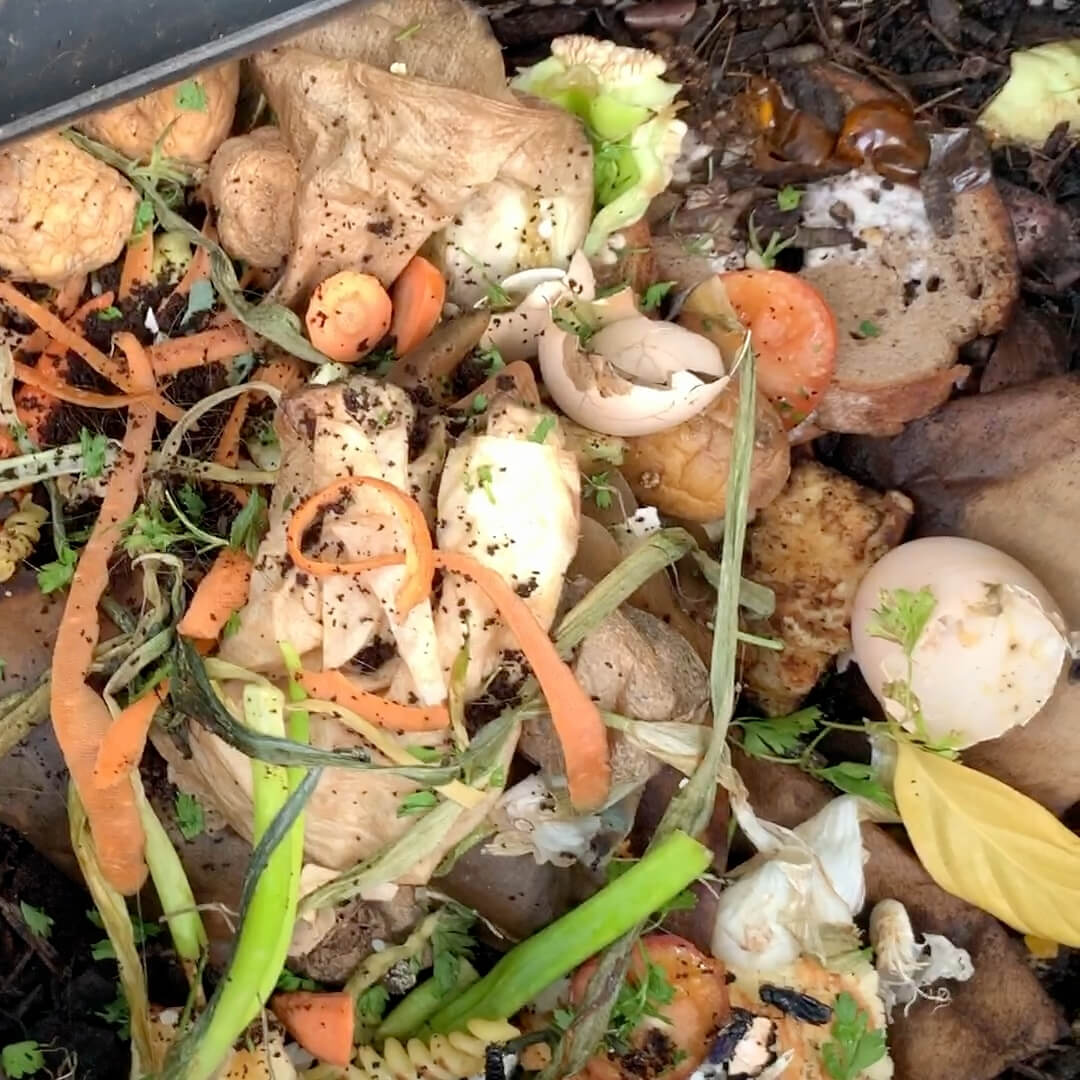 Kitchen Scraps in BSF Farming Container