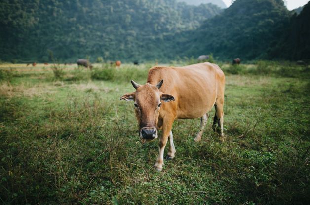 Test for cow dung for parasites in dairy farming