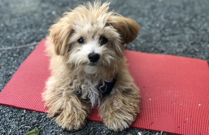 an image of a scruffy puppy laying on a red mat representing an online puppy school that teaches a puppy how to go to and stay on a bed