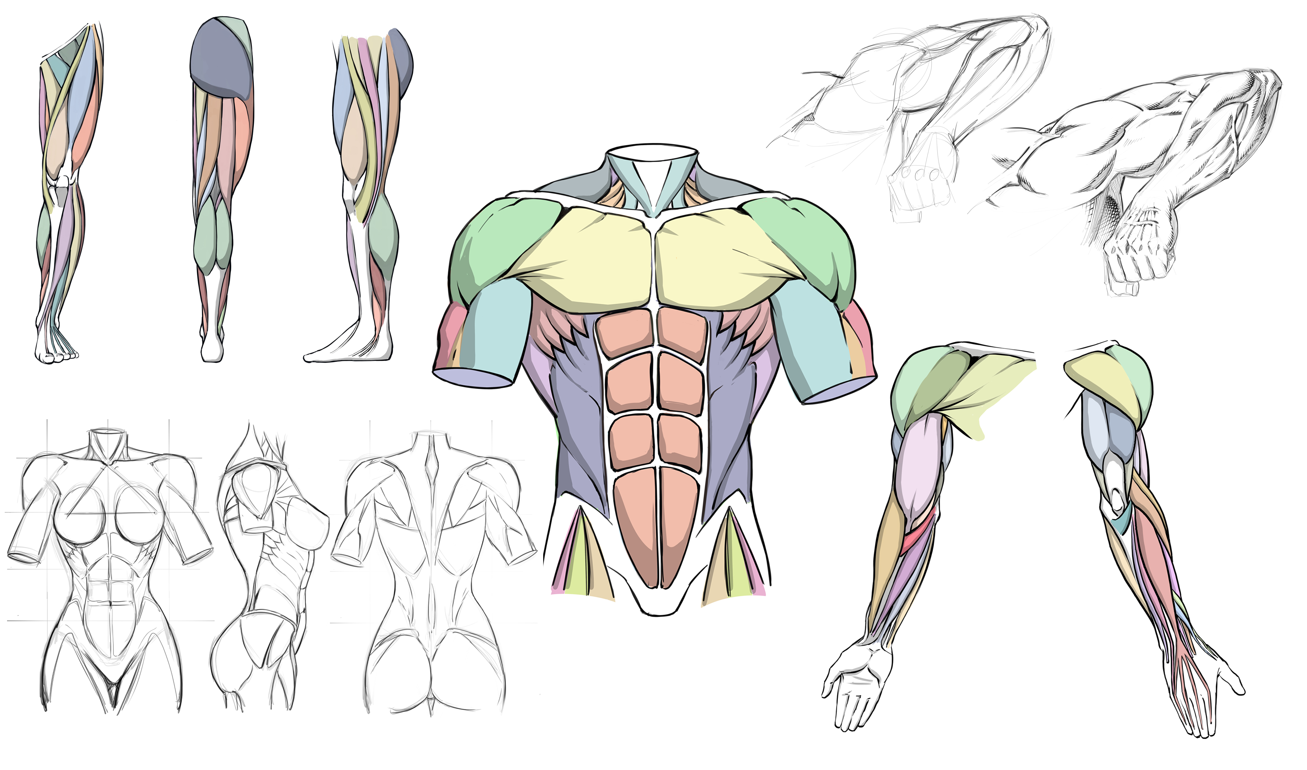 How to Draw Dynamic Anatomy Step by Step Ram Studios Comics Art