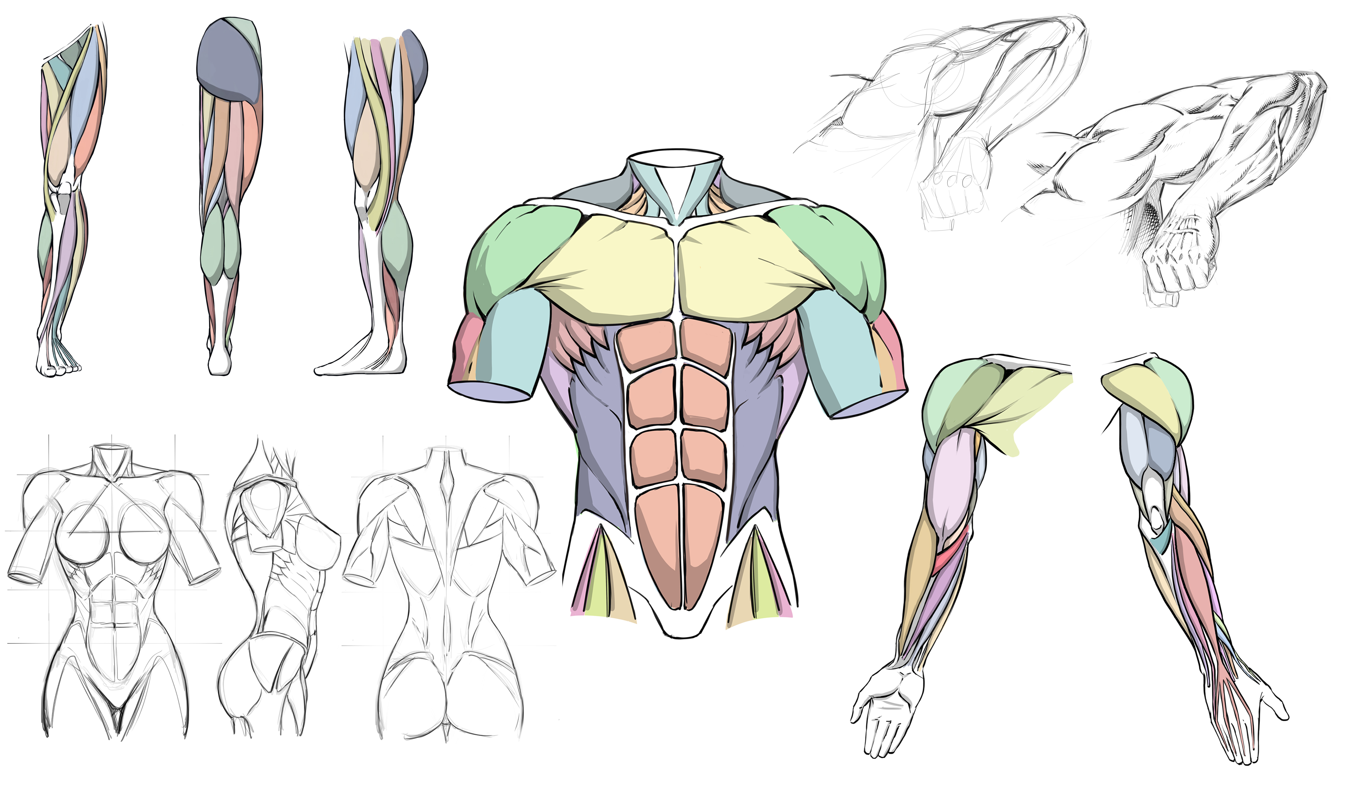 arm muscle anatomy drawing